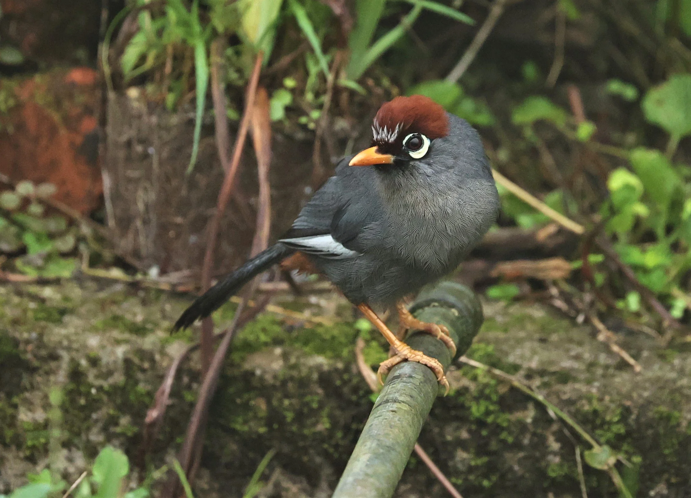 Pterorhinus mitratus - CHESTNUT-CAPPED LAUGHINGTHRUSH - FRASER'S HILL RAUB DISTRICT PAHANG MALAYSIA (14).jpg