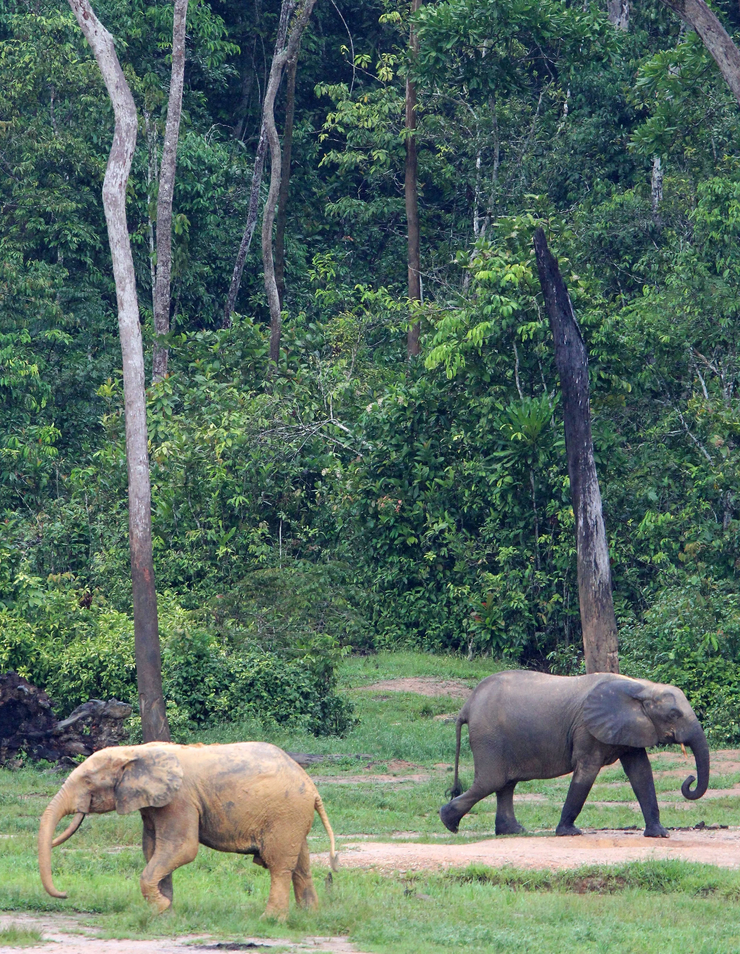 ELEPHANT - FOREST ELEPHANT - DZANGA BAI - DZANGA NDOKI NP CENTRAL AFRICAN REPUBLIC (80).JPG