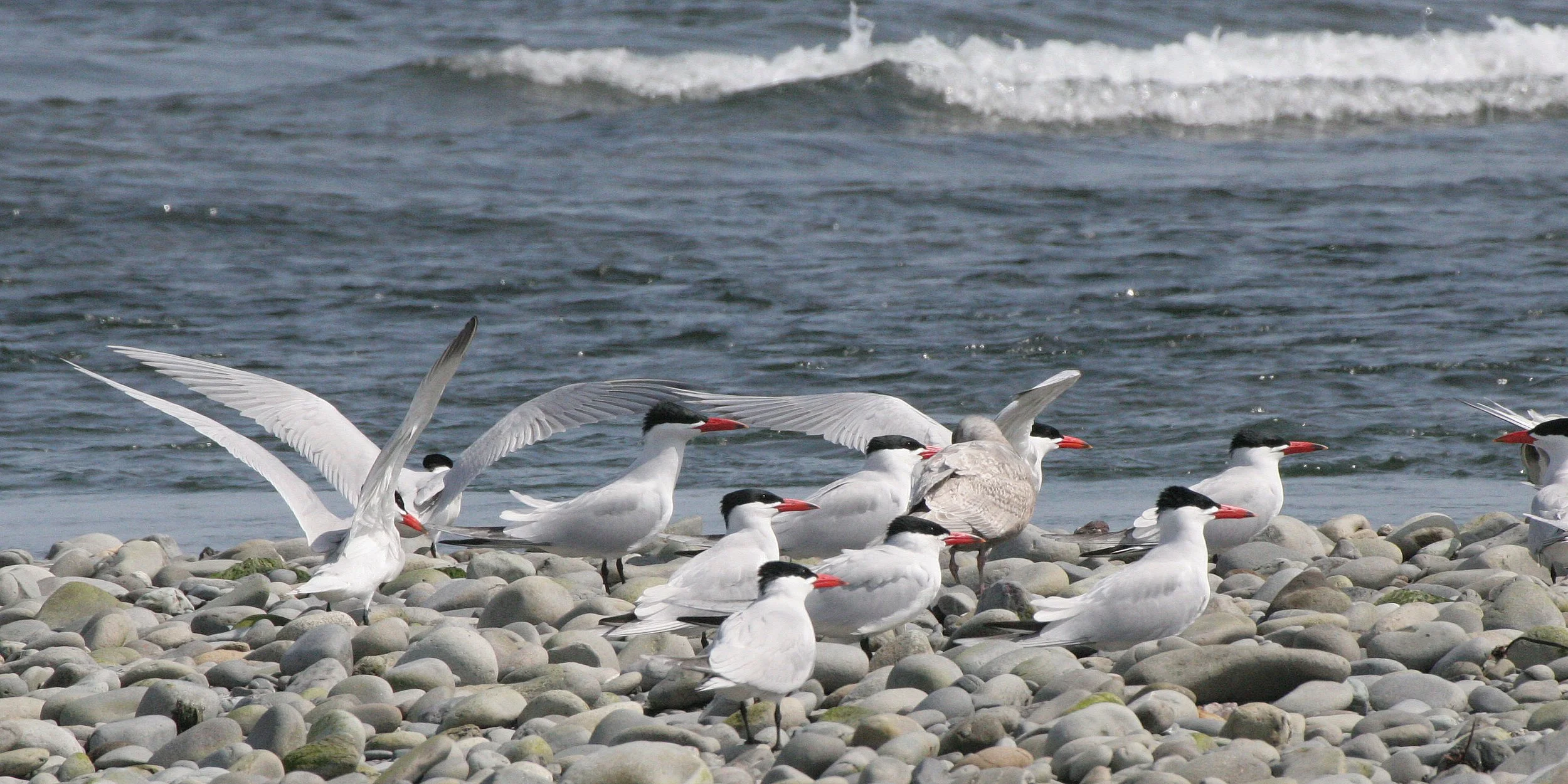 BIRD - TERN - CASPIAN TERNS - ELWHA RIVER MOUTH WA (36).JPG