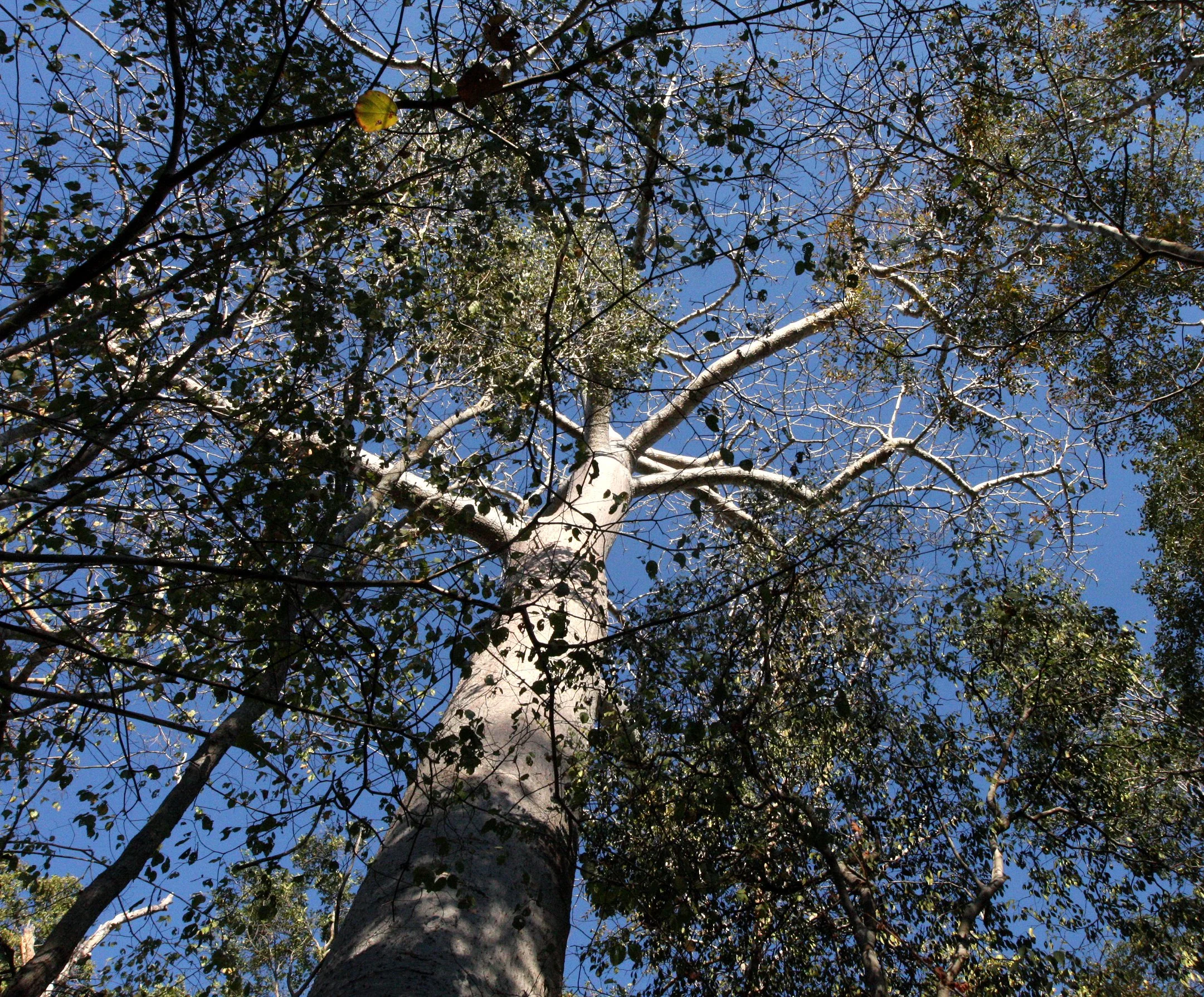 PLANT - TREE SPECIES - KIRINDY NATIONAL PARK MADAGASCAR.JPG