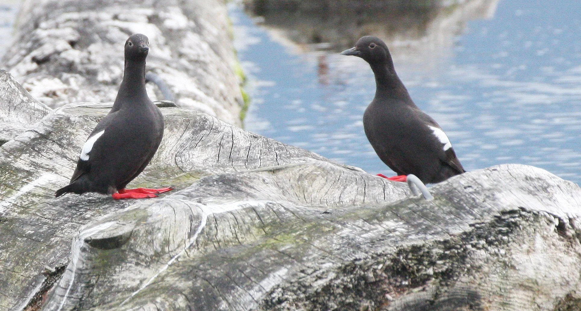 Cepphus columba adiantus - PIGEON GUILLEMOT - PORT ANGELES HARBOR WA (49).JPG