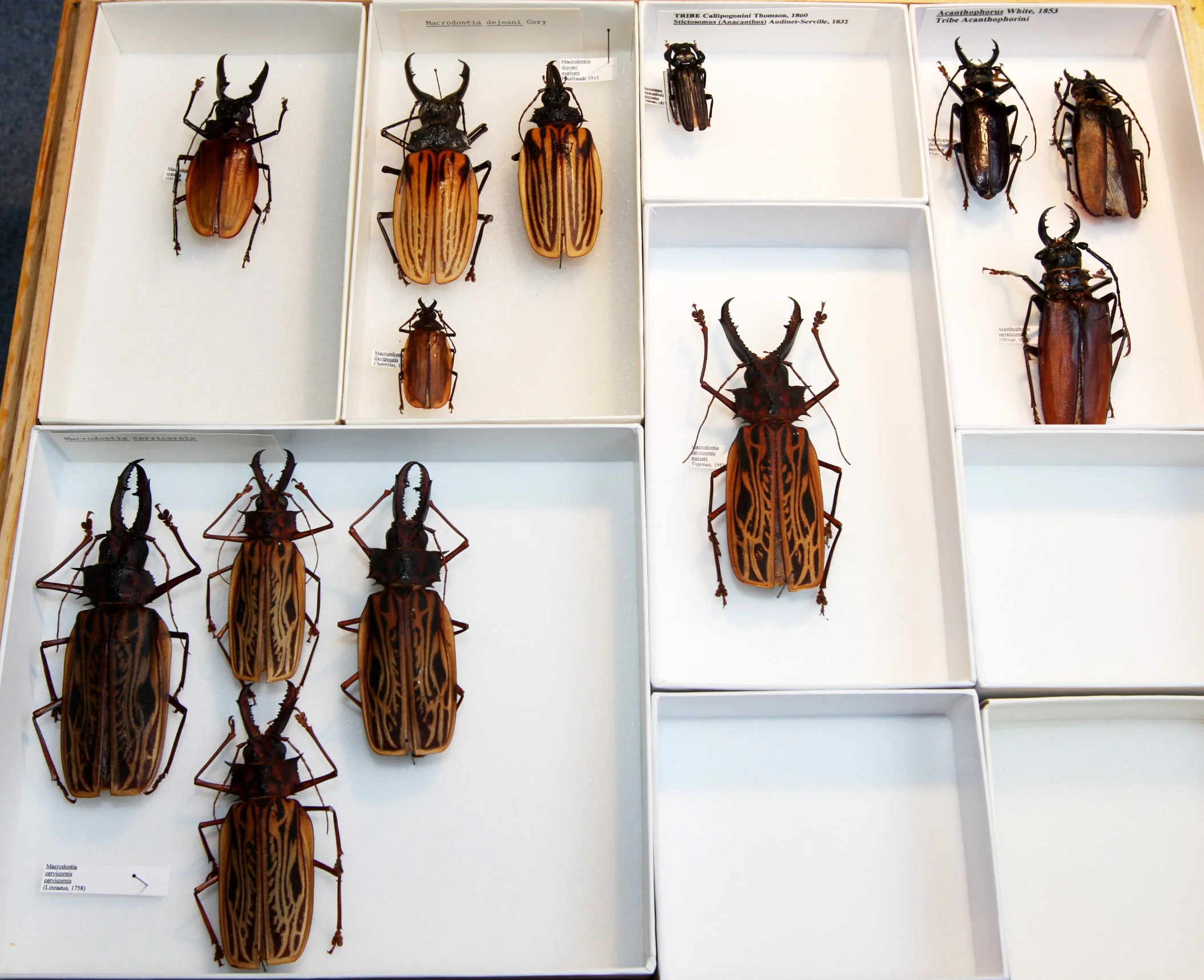 Prioninae 7  Macrodontia.JPG