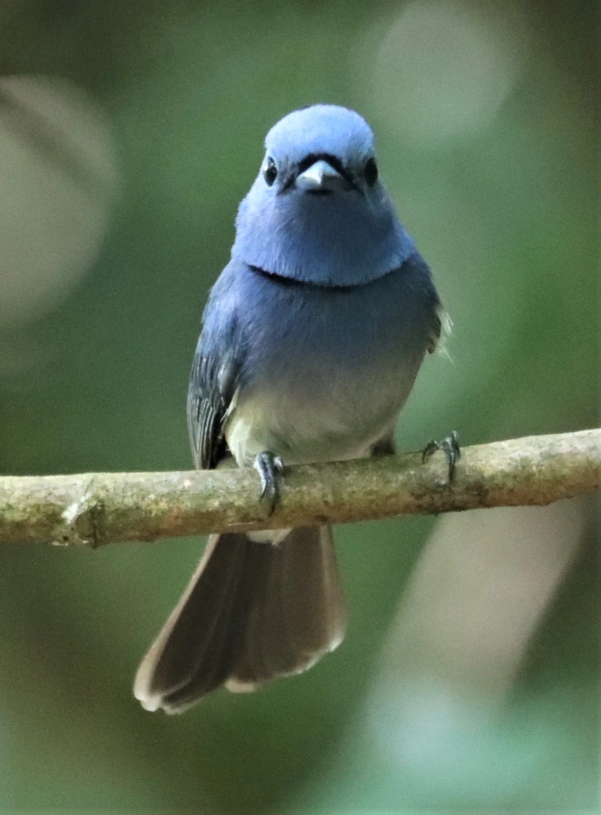 MONARCH - BLACK-NAPED MONARCH - LUNG SIN HIDE KAENG KRACHAN (4).jpg