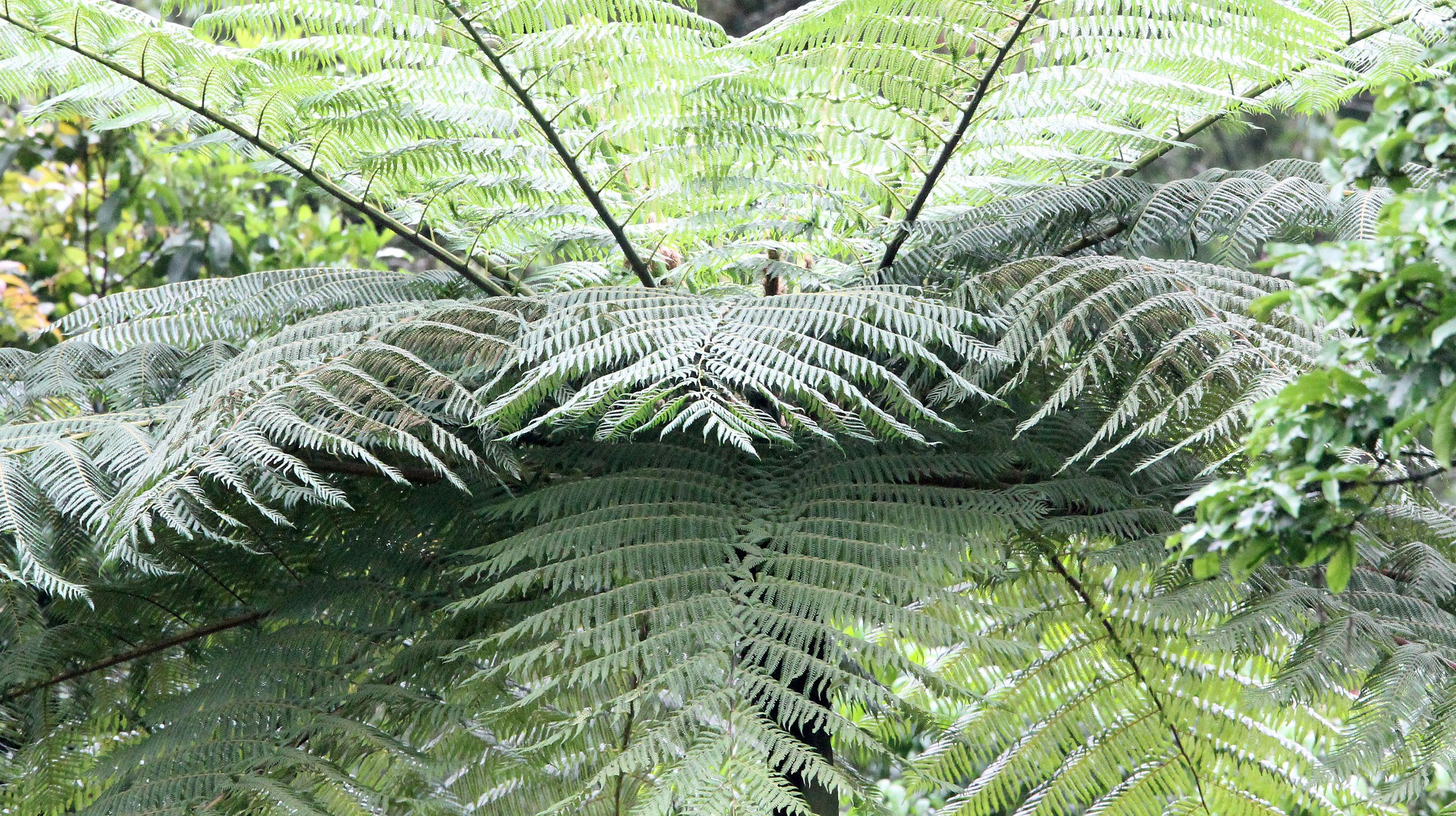 GEDE NATIONAL PARK JAVA BARAT INDONESIA (3).JPG