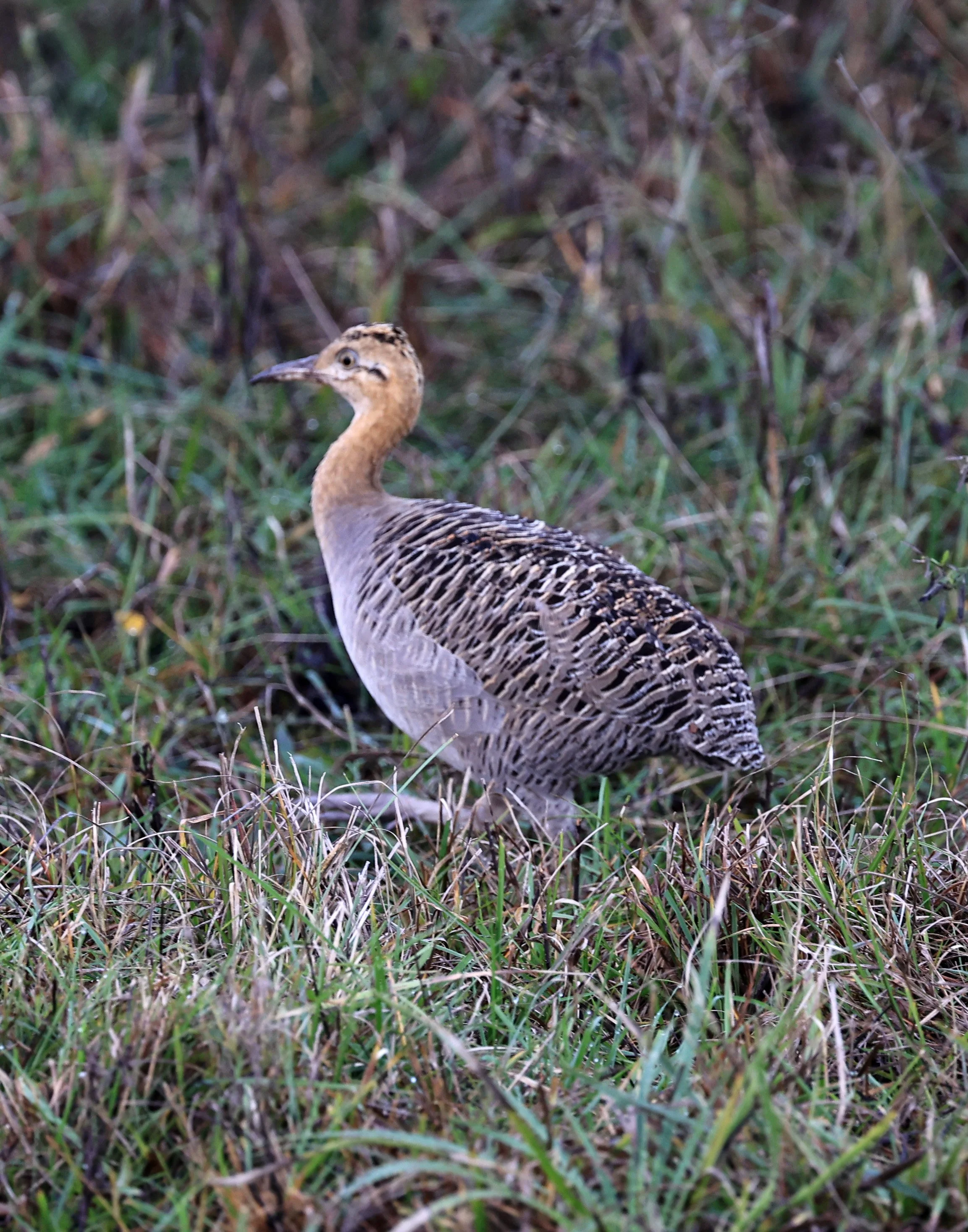 Red-winged Tinamou - El Palmar National Park, Entre Rios, Argentina.jpg