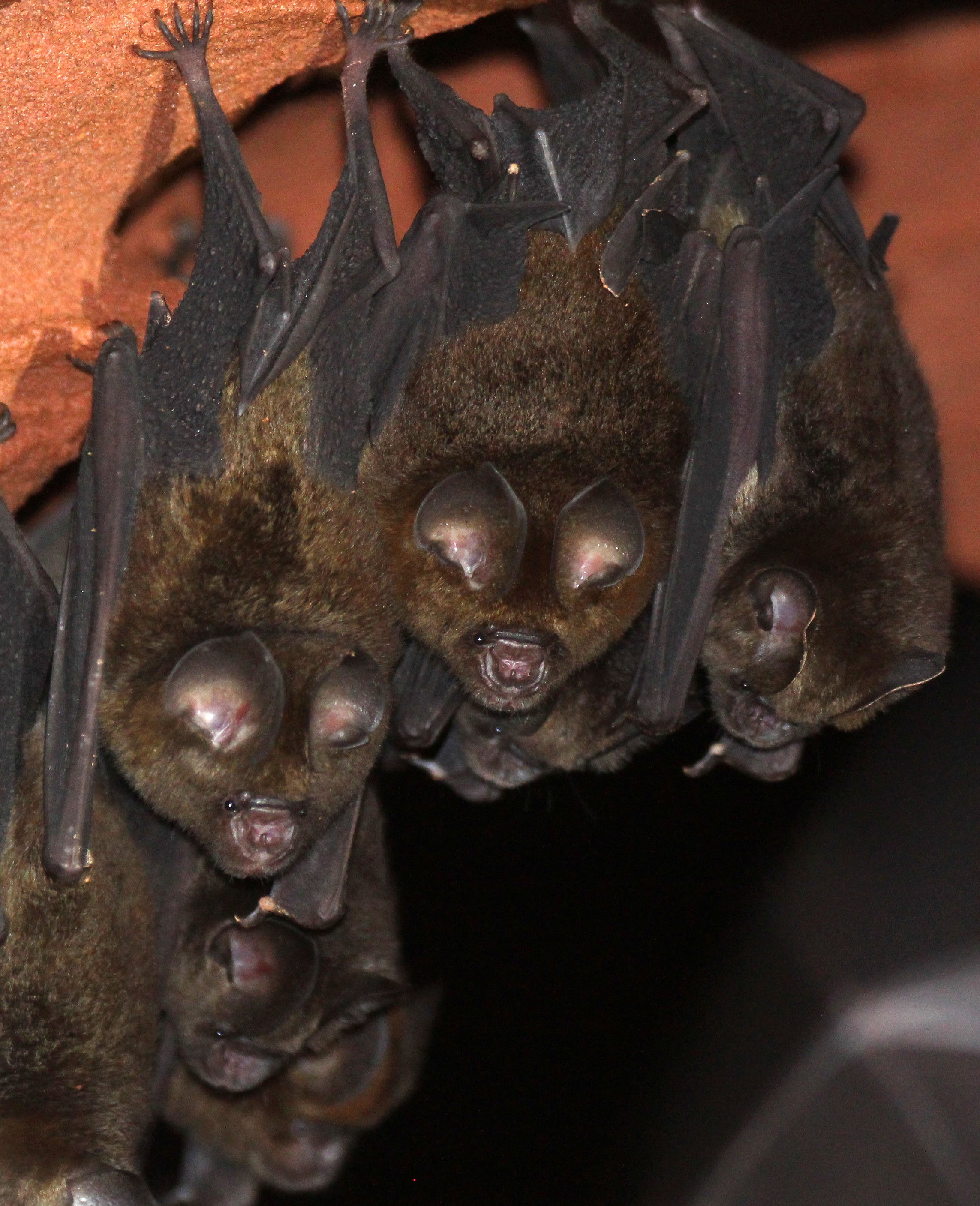 Hipposideros ruber - NOACK'S ROUNDLEAF BAT - DZANGA NDOKI NATIONAL PARK CENTRAL AFRICAN REPUBLIC (57).JPG