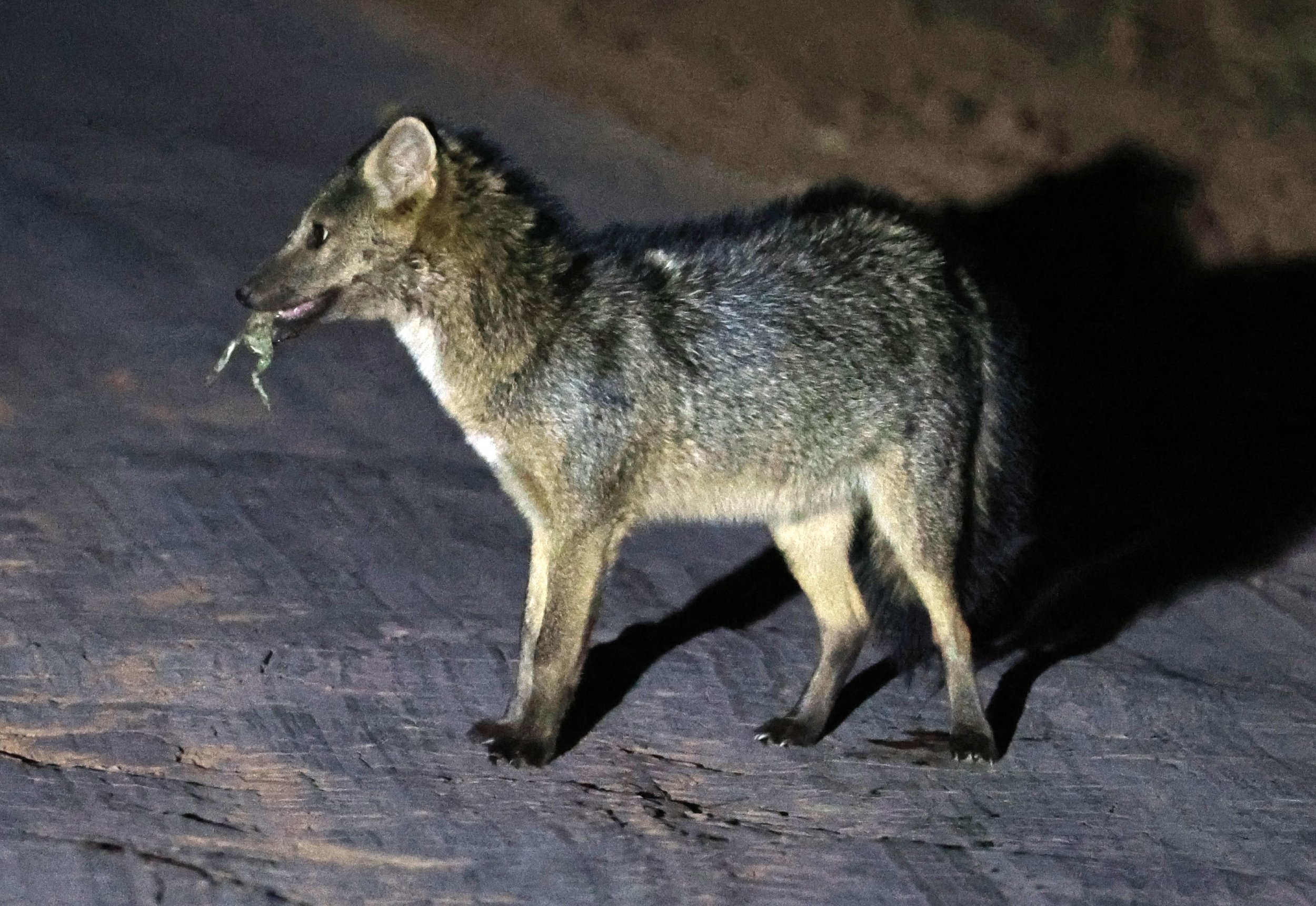 Crab-eating Fox (Cerdocyon thous) Agua Dulce Paraguay (20).jpg