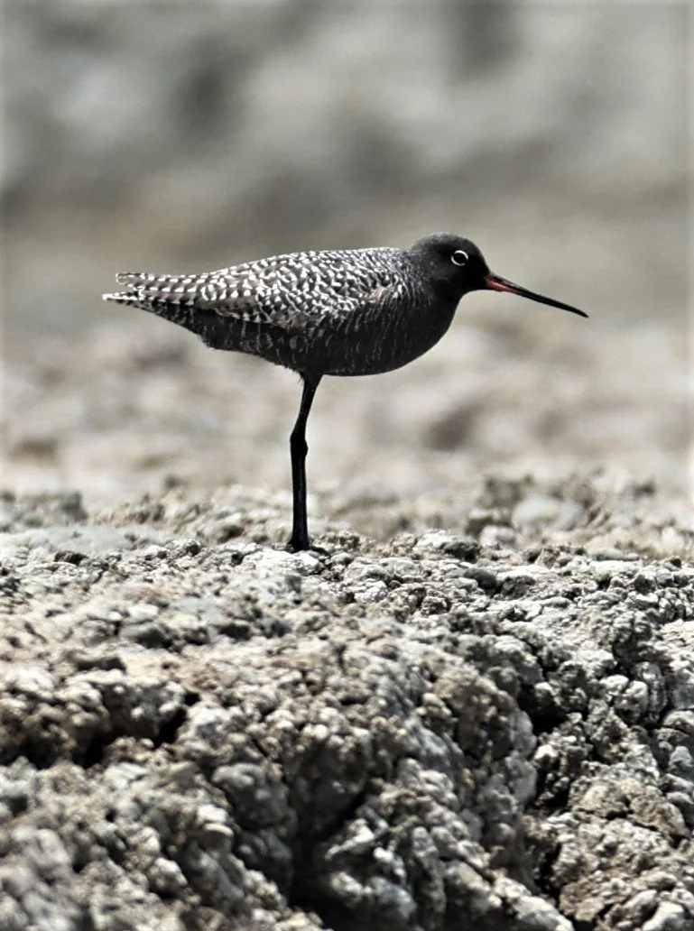 REDSHANK - SPOTTED REDSHANK - Tringa erythropus - CHACHOENGSAO SALT PONDS SALT CAFE MAY 7 2022 (69).jpg
