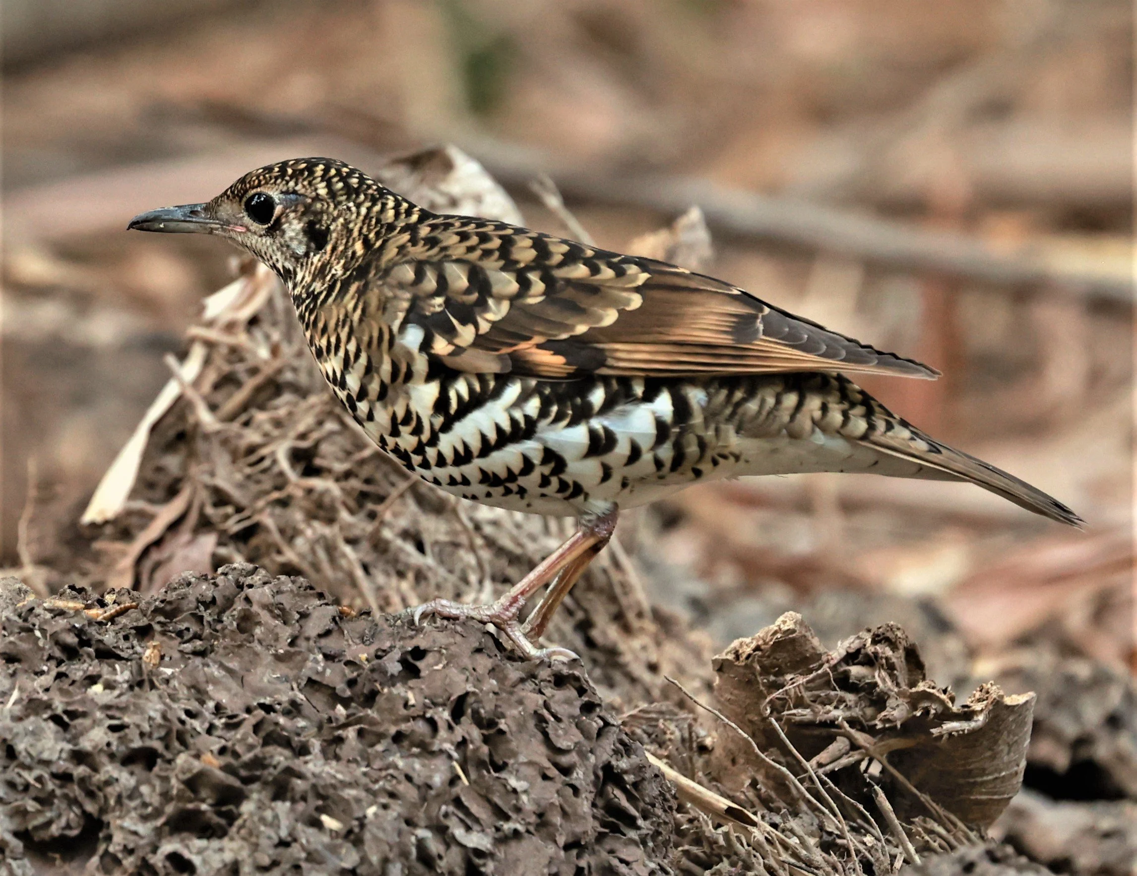 White's Thrush (Zoothera aurea) Putthamonthon Park Nakhon Pathom Thailand (156).jpg