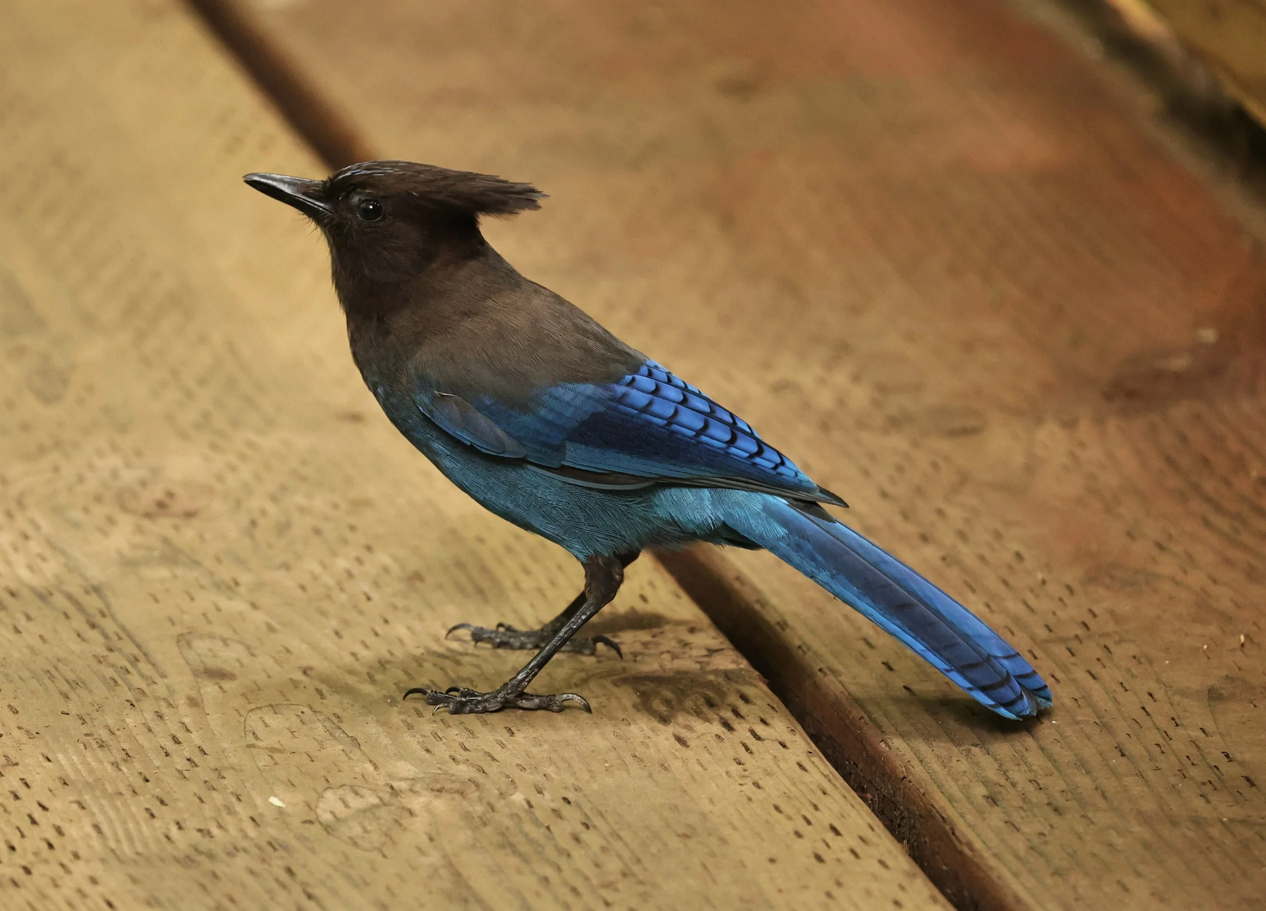 Cyanocitta stelleri - STELLER'S JAY - MUIR WOODS NATIONAL PARK CALIFORNIA JULY 2022 (1).jpg