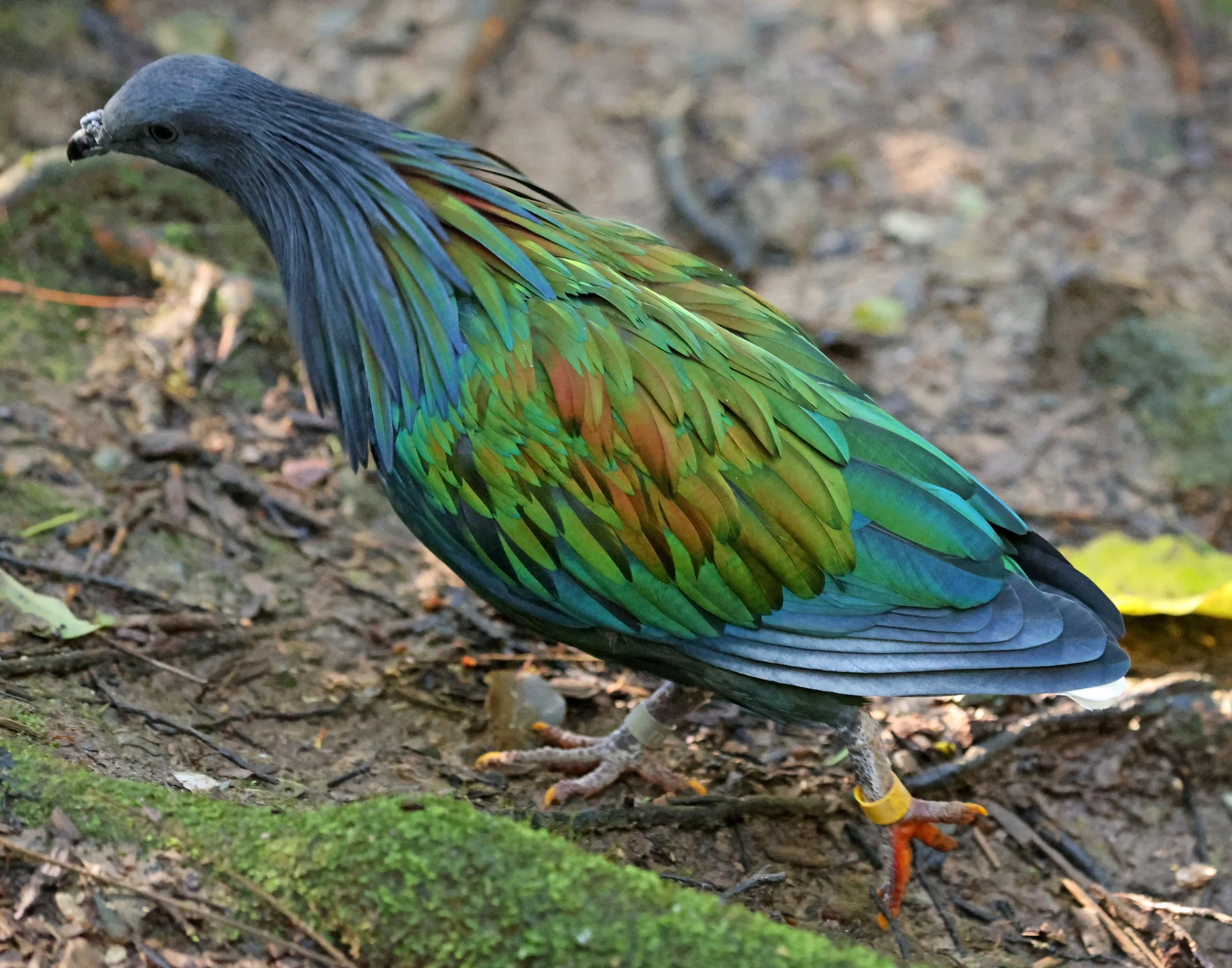 Nicobar Pigeon (Caloenas nicobarica) Lone Pine Wildlife Sanctuary Brisbane - Queensland (14).jpg