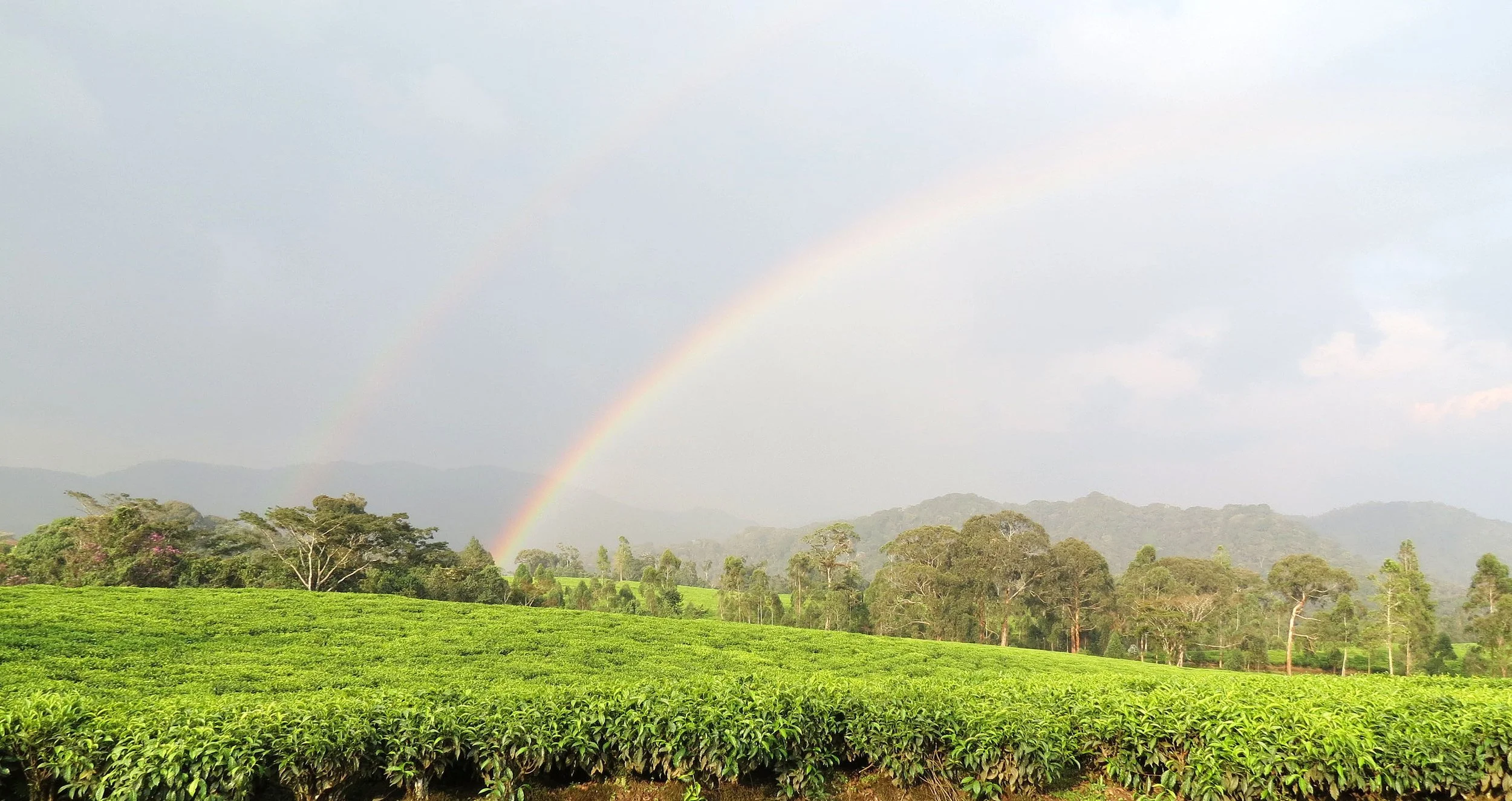 NYUNGWE NATIONAL PARK RWANDA - GISAKURA TEA ESTATE (1).JPG