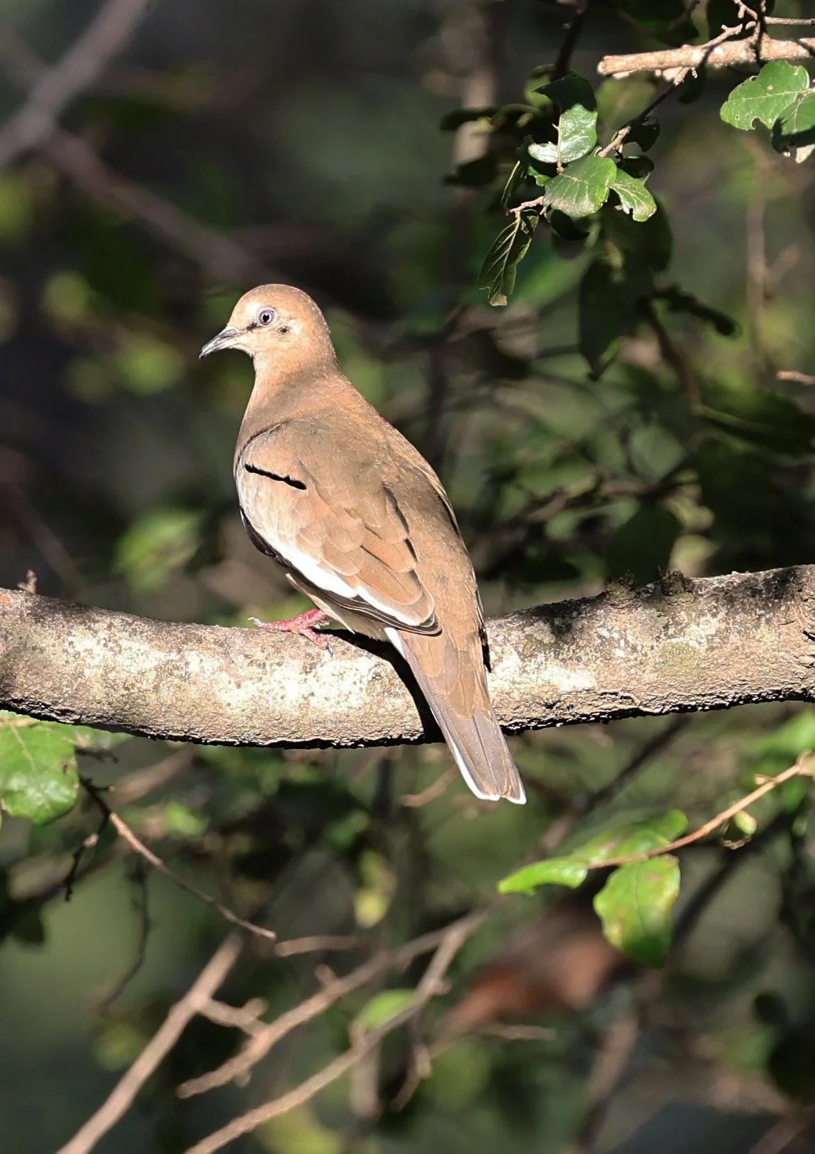 Eared Dove (Zenaida auriculata) Hotel Campestre Iparoma Paraguay  (4).jpg