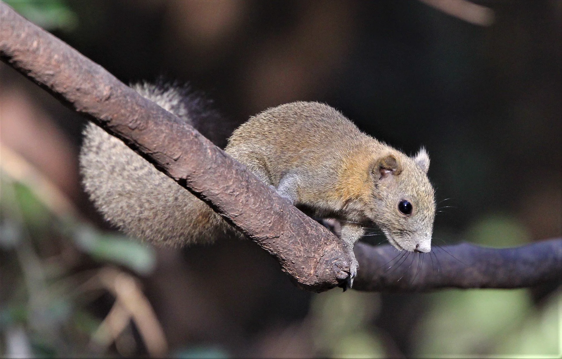 The Grey-bellied squirrel (Callosciurus caniceps)