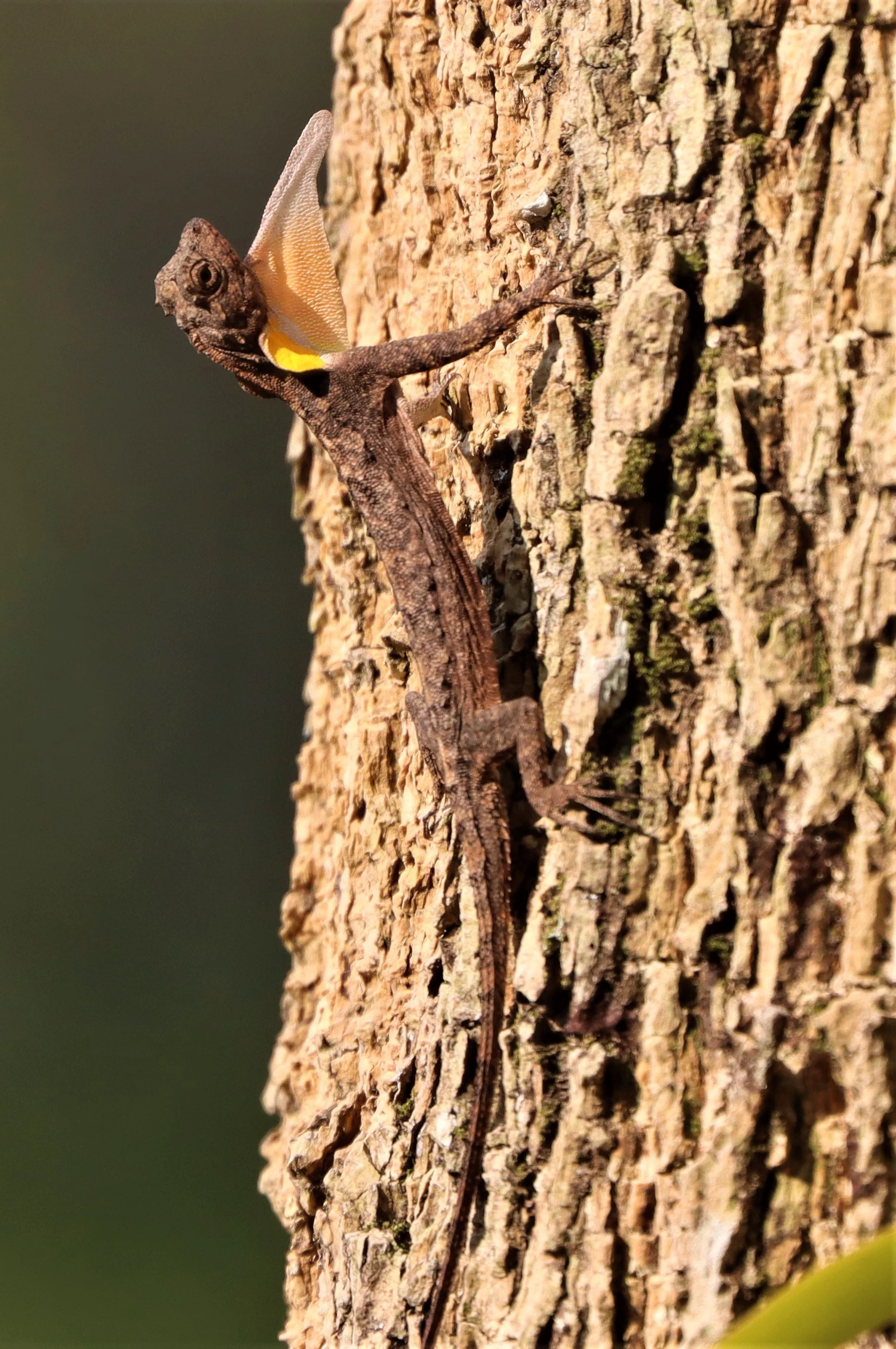 Draco maculatus - SPOTTED-WINGED FLYING LIZARD - KHAO YAI NP (2).jpg