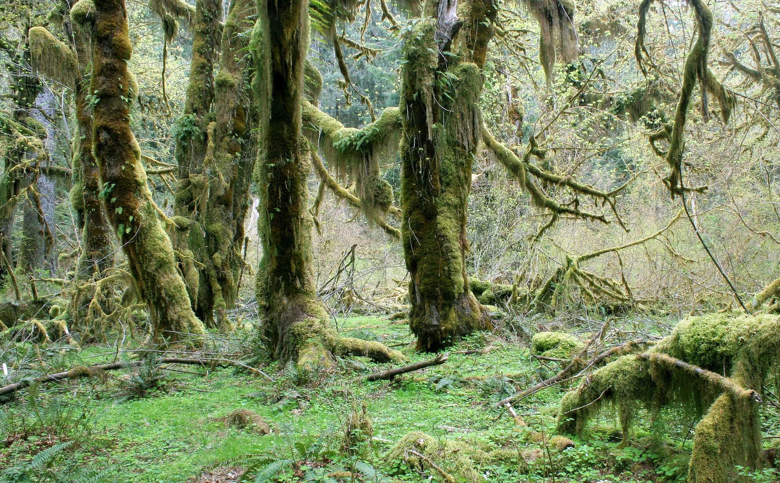HOH RIVER VALLEY - HALL OF MOSSES (28).JPG