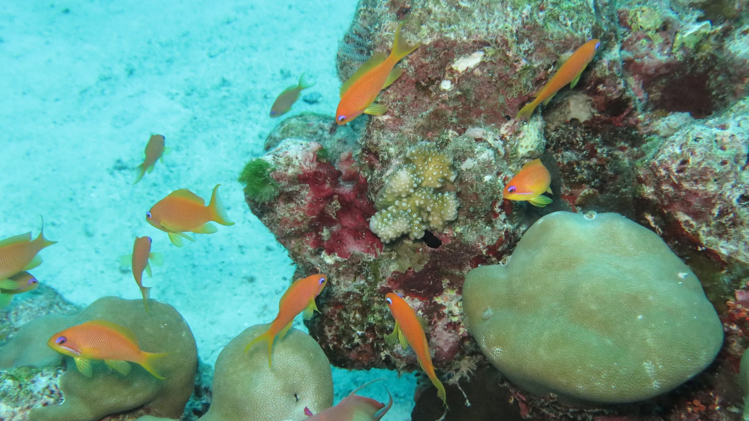Serranidae - Sea Goldie (Pseudanthias squamipinnis) - Similan Islands, Thailand (4).JPG