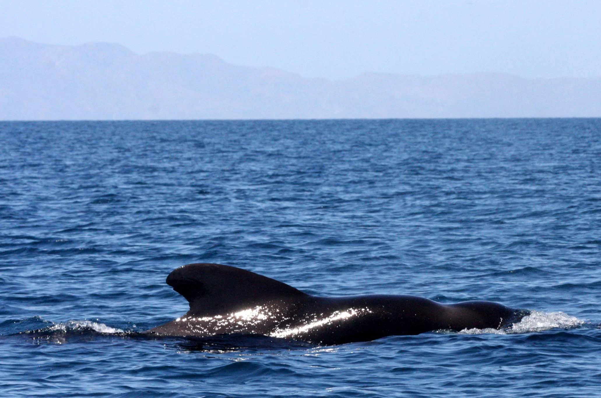 CETACEAN - WHALE - PILOT WHALE - ISLA CATALINA BAJA MEXICO - BAHIA LORETO (35).JPG