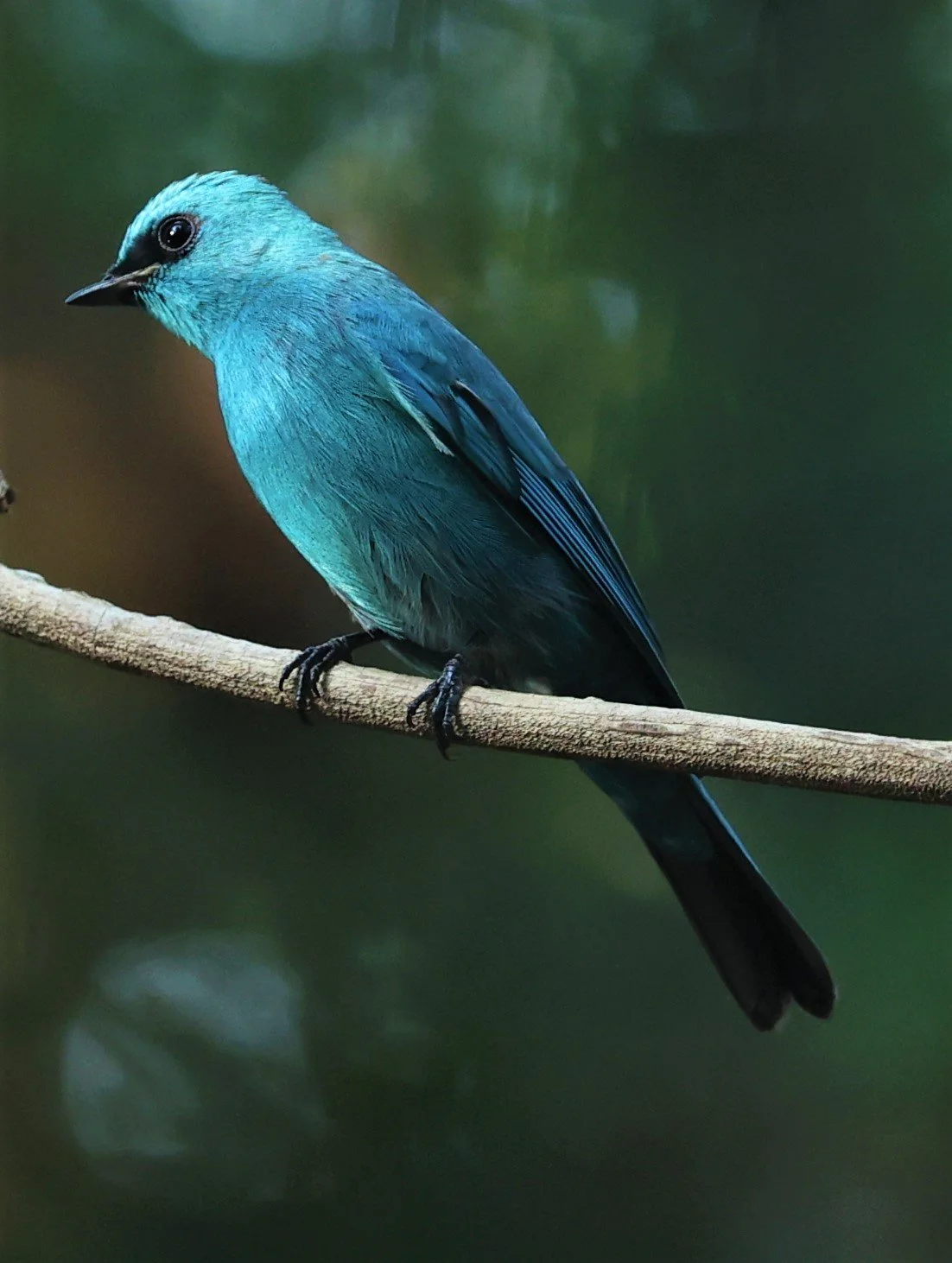 FLYCATCHER - VERDITER FLYCATCHER - Eumyias thalassina - WAT THAM PRATHUM CHONBURI JAN 30 2022 (182).jpg