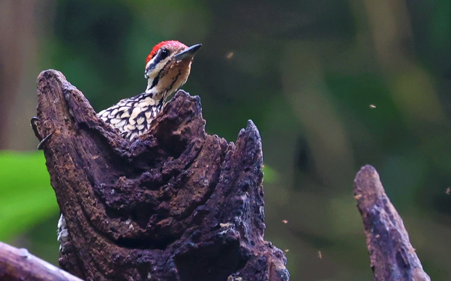 WOODPECKER - COMMON FLAMEBACK - Dinopium javenense - BAAN MAKA RESORT PETCHABURI PROVINCE (8).jpg
