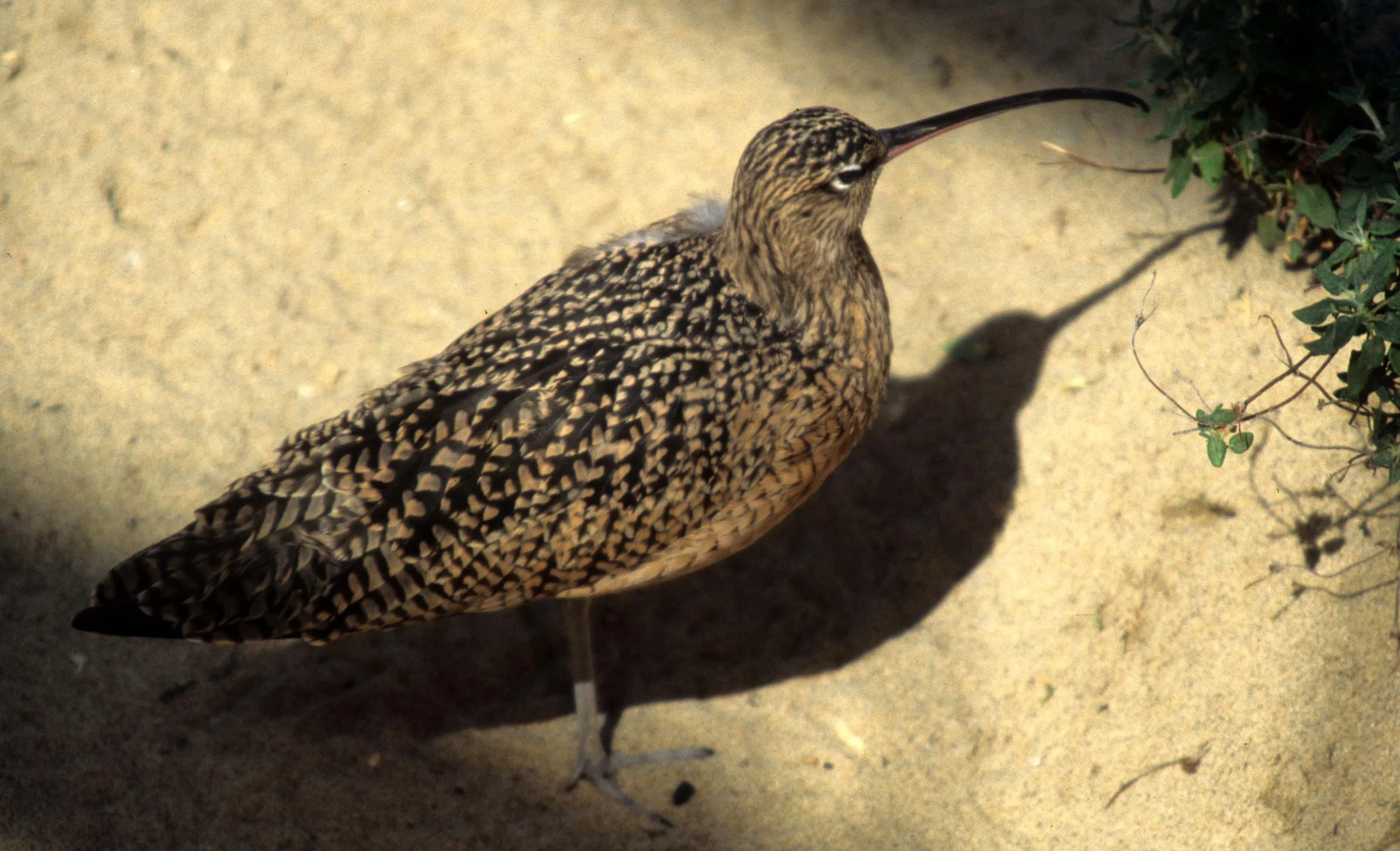 BIRD - WHIMBREL - MONTERREY CAL (2).jpg