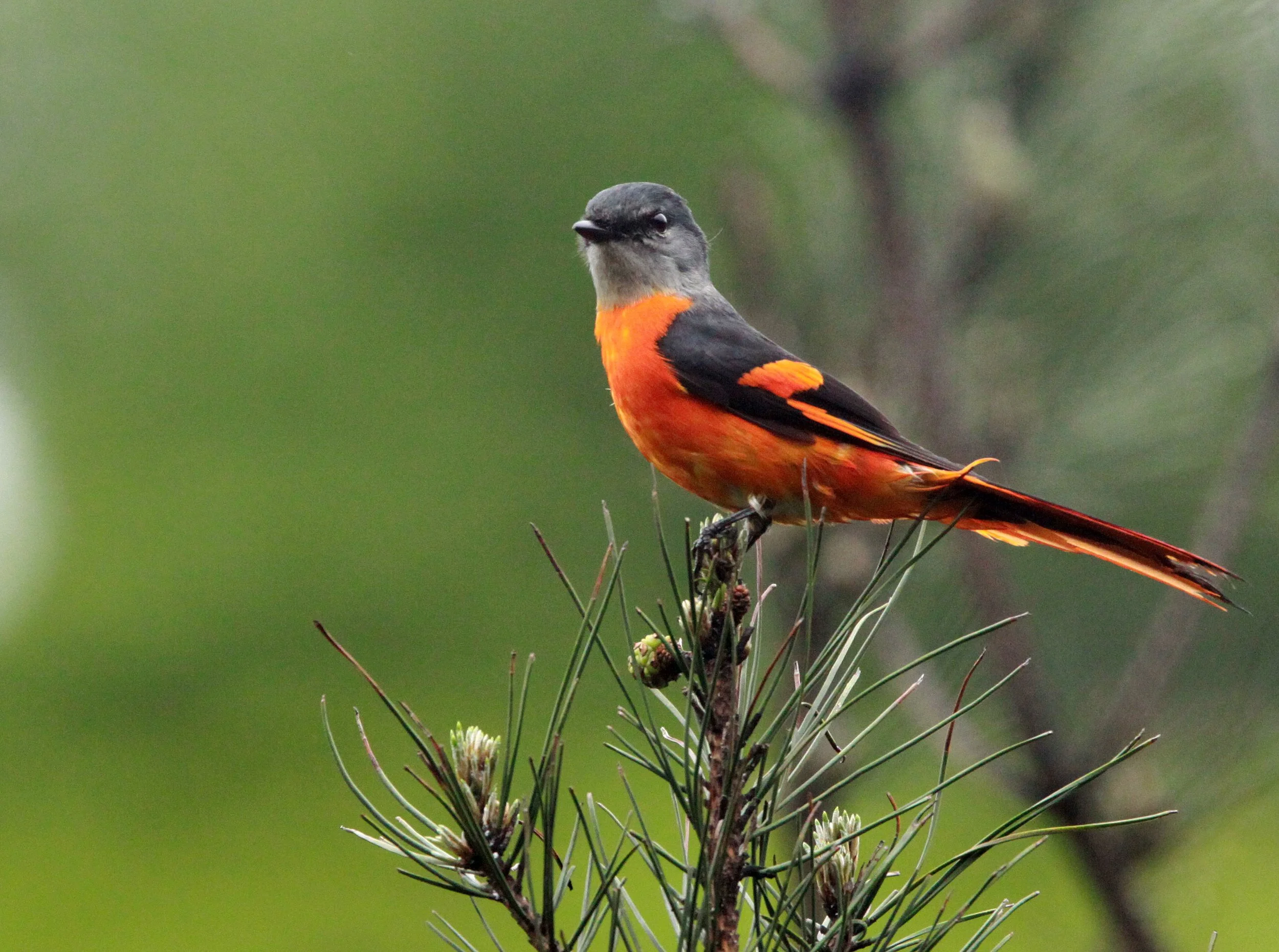 Gray-chinned Minivet (Pericrocotus solaris) Anhui Province China (10).JPG