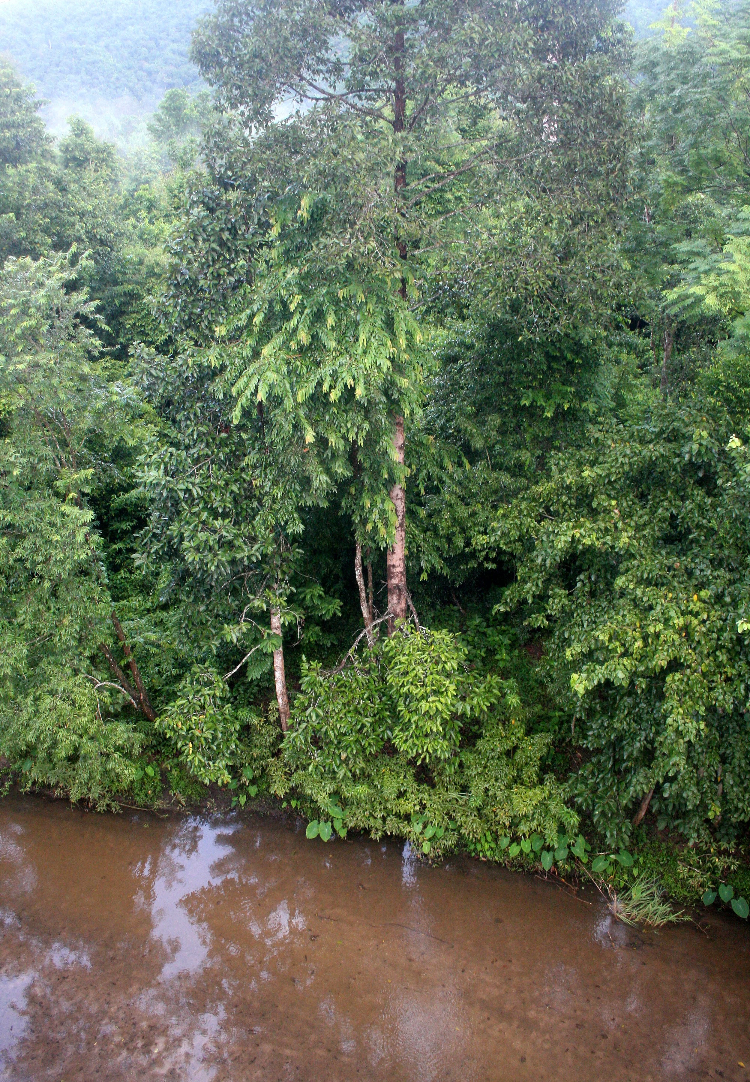 HUAI KHA KHAENG - STREAM JUNGLE SCENE (6).JPG
