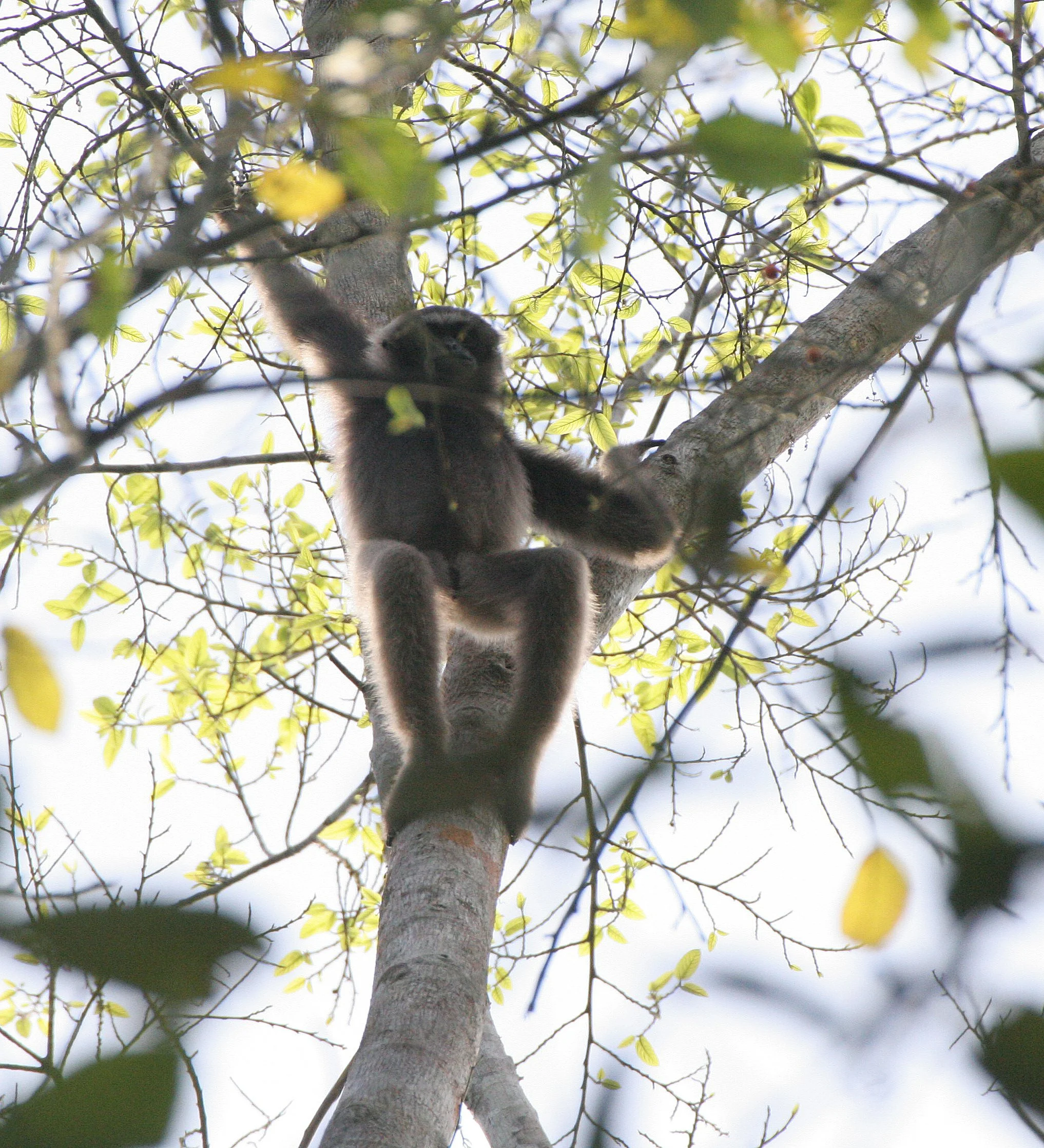 HYLOBATIDAE - Hylobates muelleri - MUELLER'S (GRAY) GIBBON - TABIN WILDLIFE RESERVE  (43).JPG