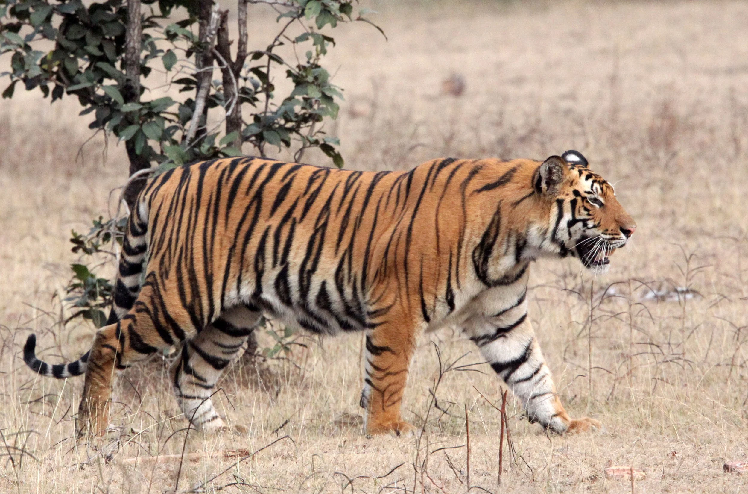 Panthera tigris tigris - BENGAL TIGER - BANDHAVGAR NATIONAL PARK MADHYA PRADESH INDIA (181).JPG