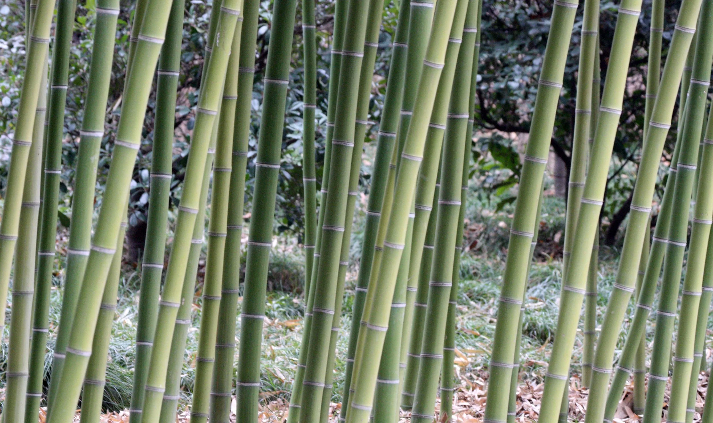 2011-3-4 PARK NEAR JINQIAO SHANGHAI (1).JPG