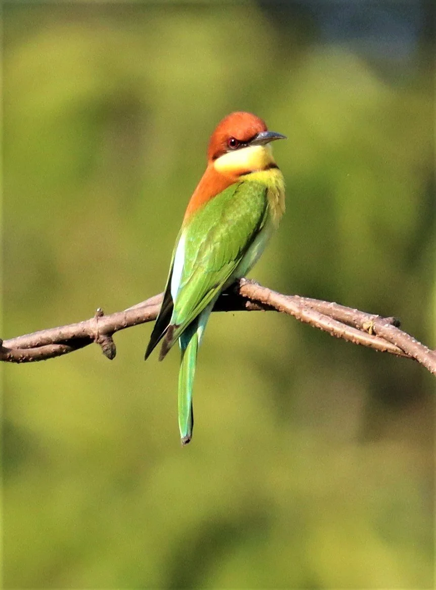 BEE-EATER - CHESTNUT-HEADED BEE-EATER - Merops leschenaulti - KHAO YAI NATIONAL PARK (7).jpg