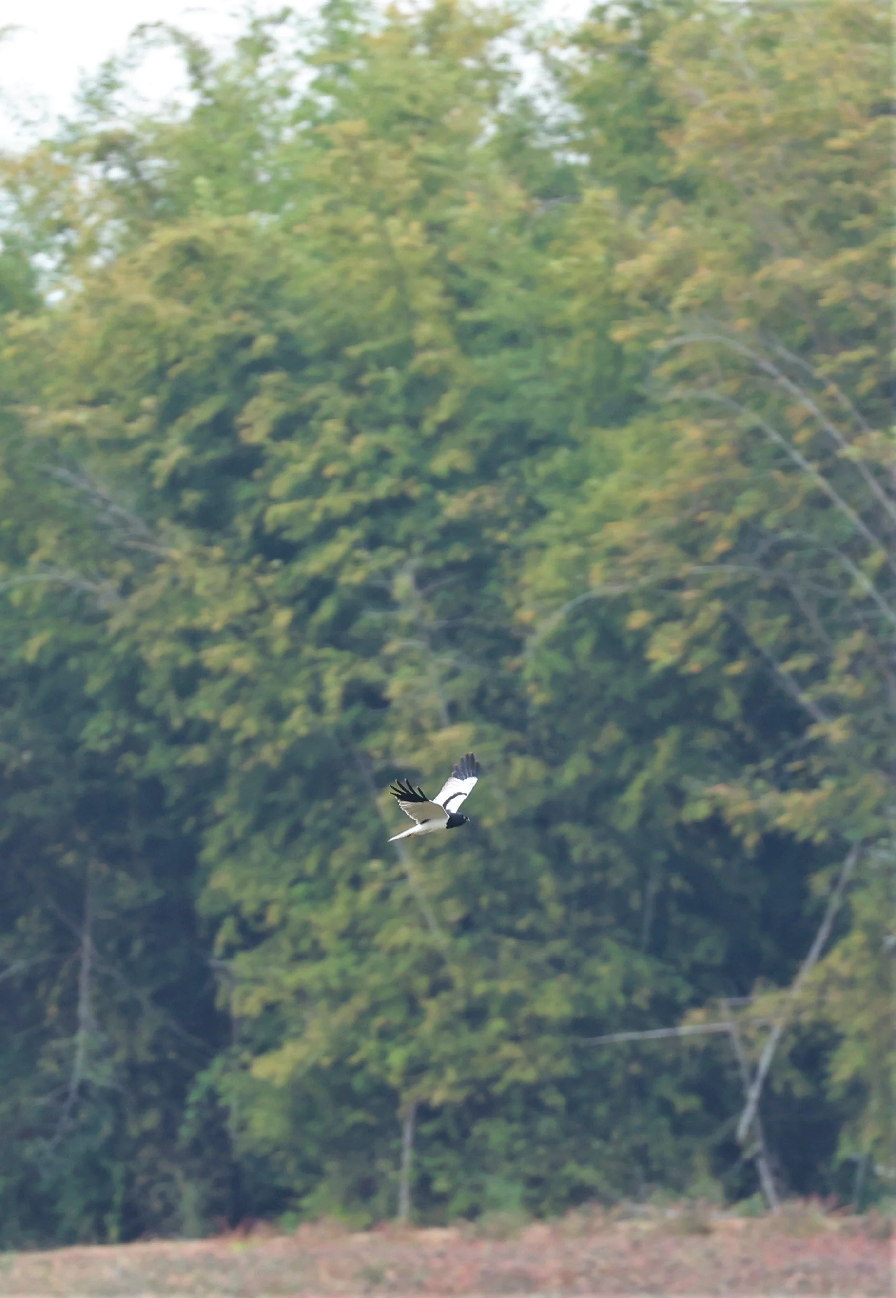 HARRIER - PIED HARRIER - Circus melanoleucos - YONOK CHIANG SAEN CHIANG RAI - ROOST Feb 2022 (70).jpg
