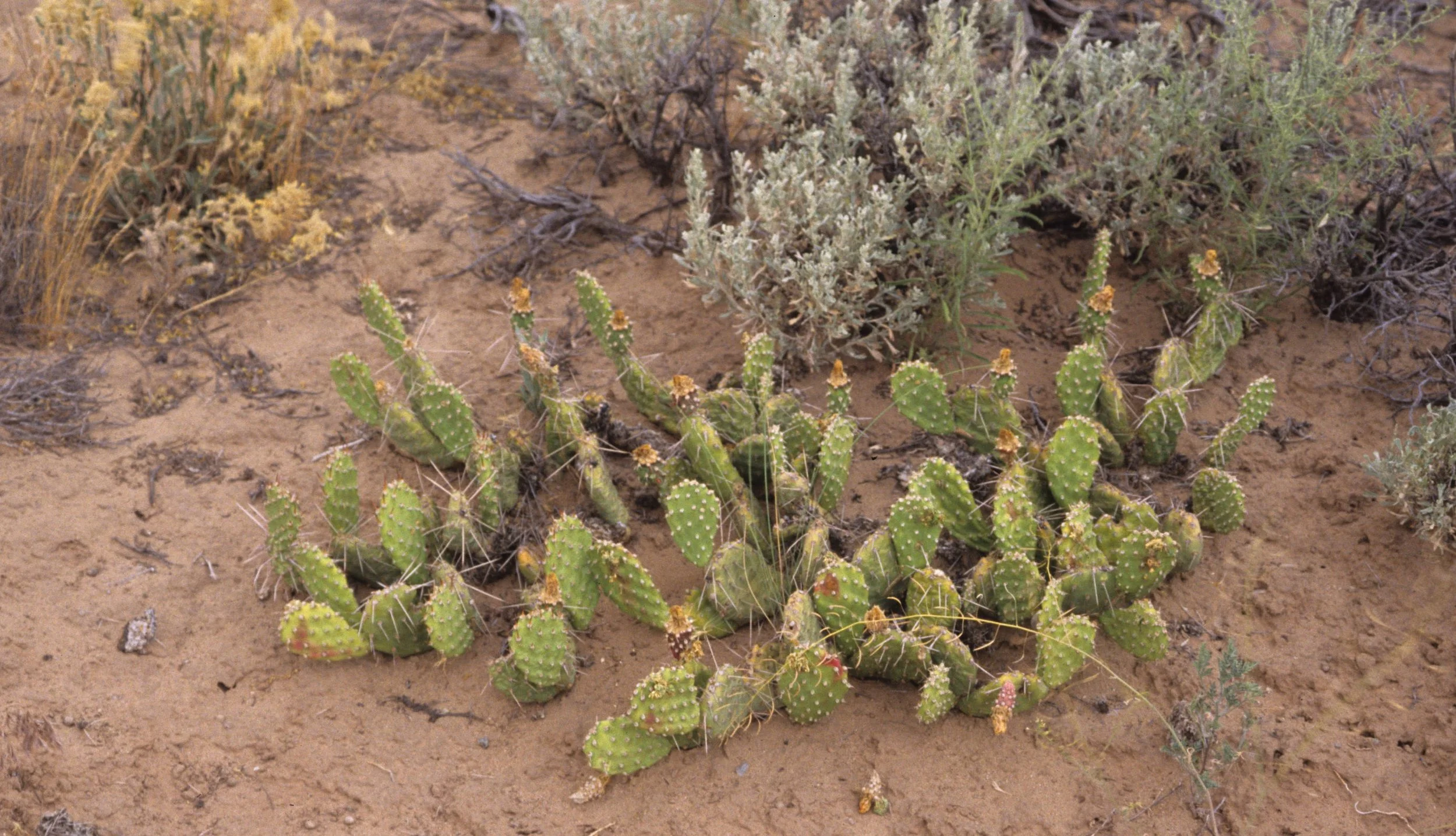 GREAT BASIN NP - OPUNTIA PHAECANTHA - BEAVERTAIL CACTUS.jpg
