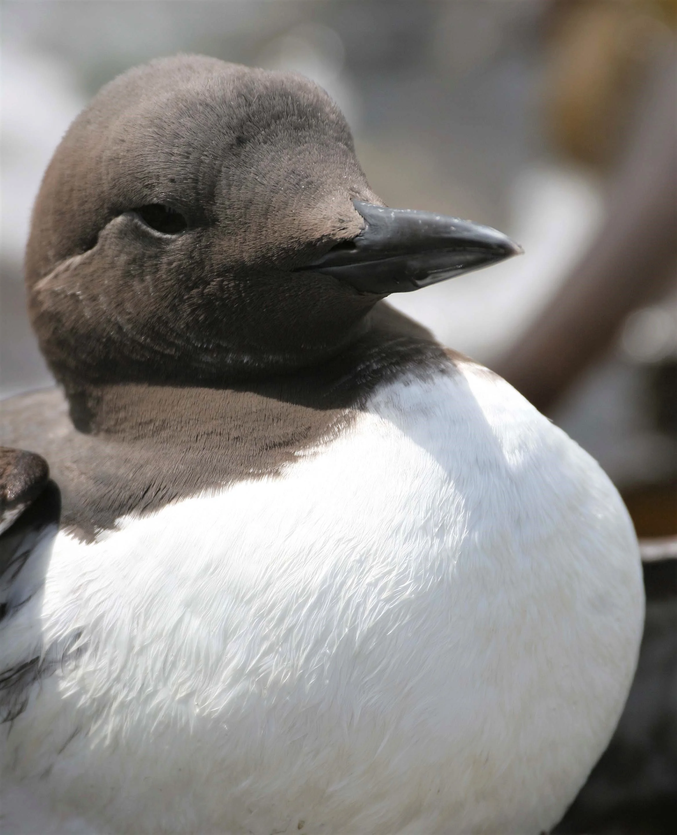 Uria aalge - COMMON MURRE - FRESHWATER BAY aa1.jpg