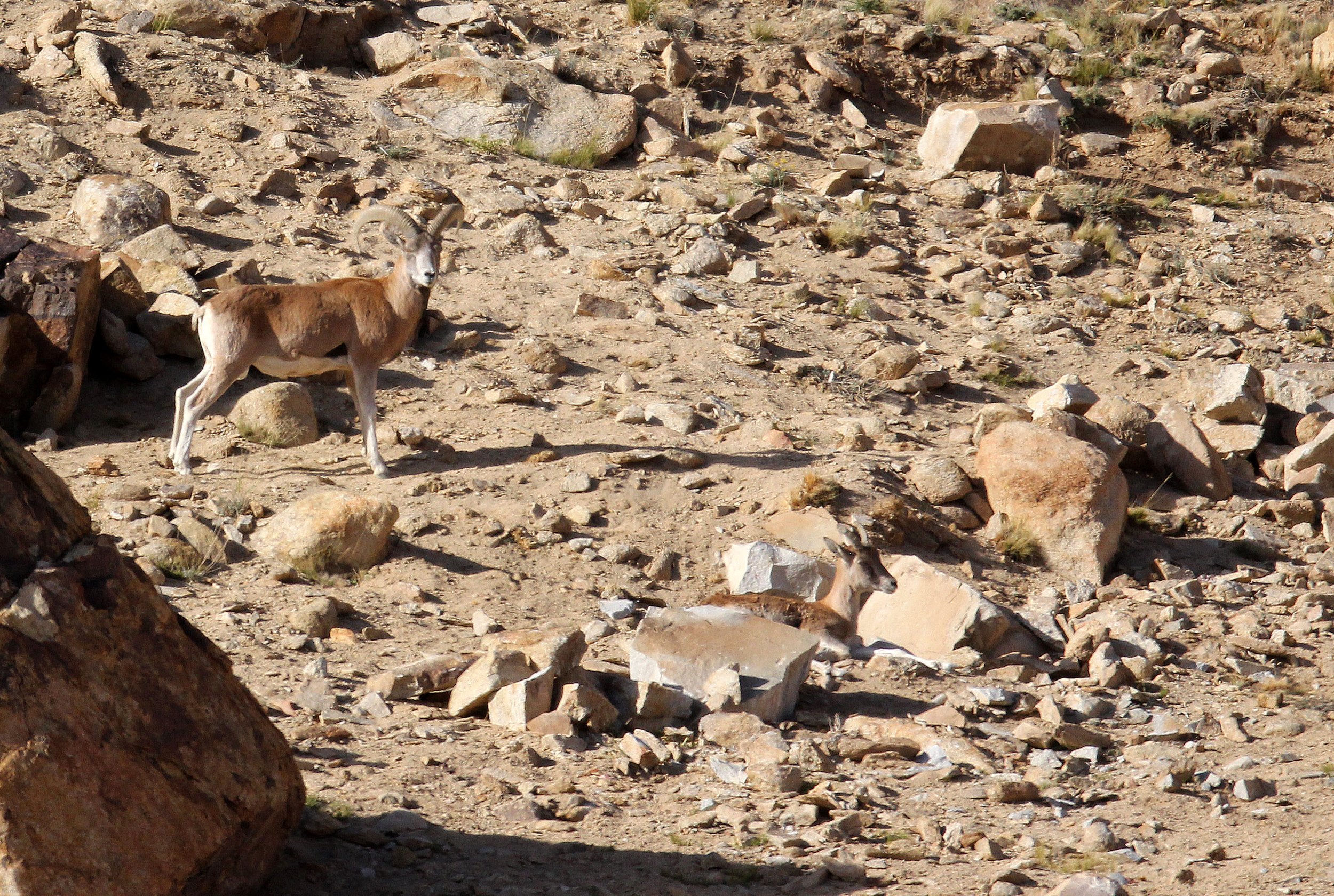 URIAL - LADAKH URIAL - Ovis vignei - HEMIS NATIONAL PARK - LADAKH INDIA - JAMMU & KASHMIR - ULLEY VALLEY (114).JPG