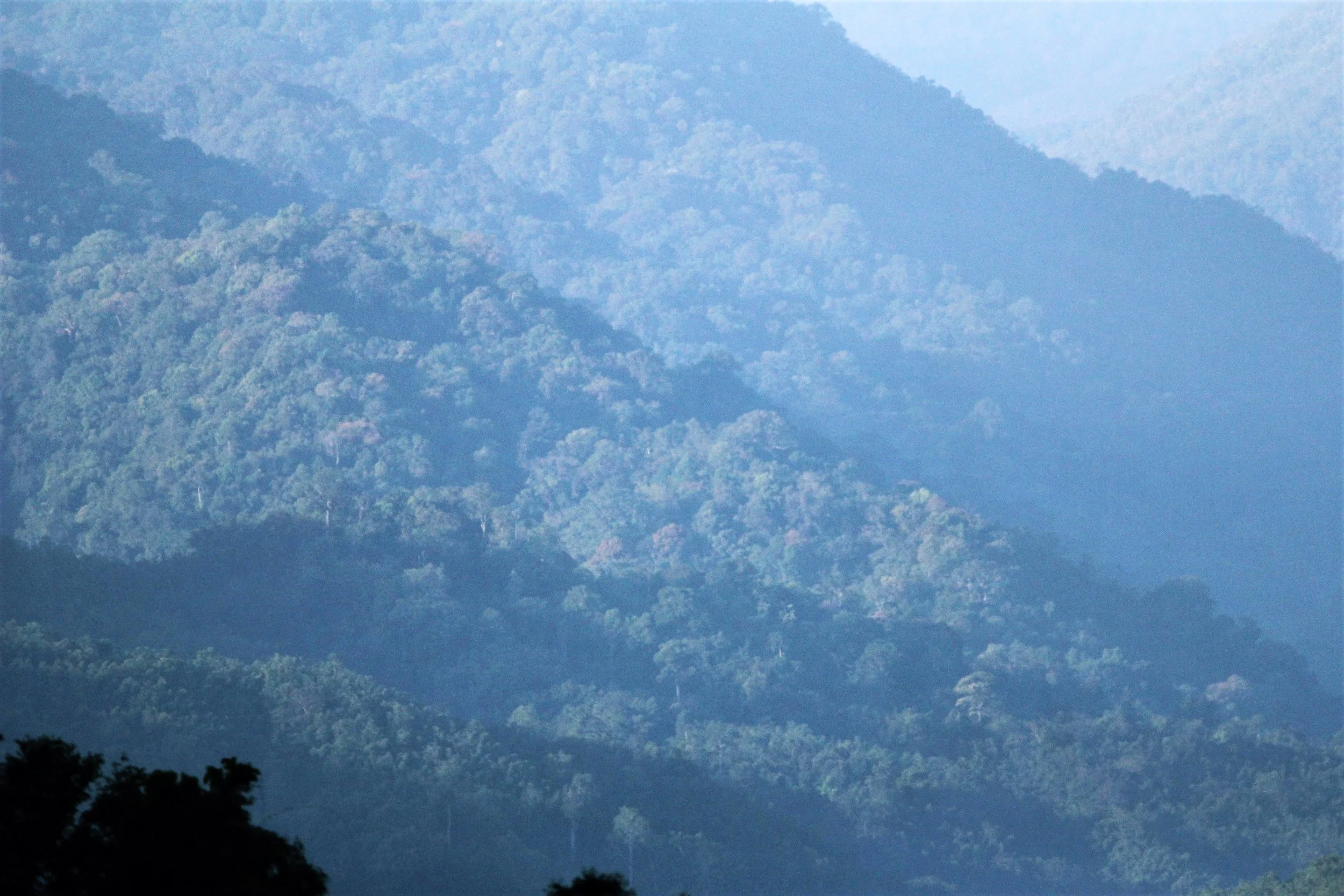 View of the Dry Evergreen Forests of the Western Forest Complex