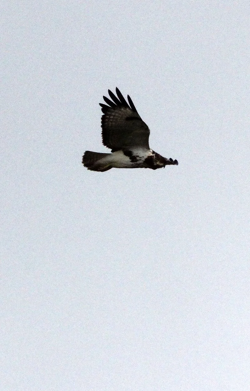 Circaetus pectoralis - BLACK-CHESTED SNAKE EAGLE - BALE MOUNTAINS NATIONAL PARK ETHIOPIA (4).JPG