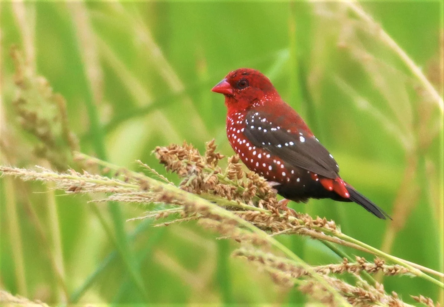 RED AVADAVAT - Amandava amandava - LAD KRABANG  THAP YAO RICE FIELDS AUGUST 14 2021 (46).jpg
