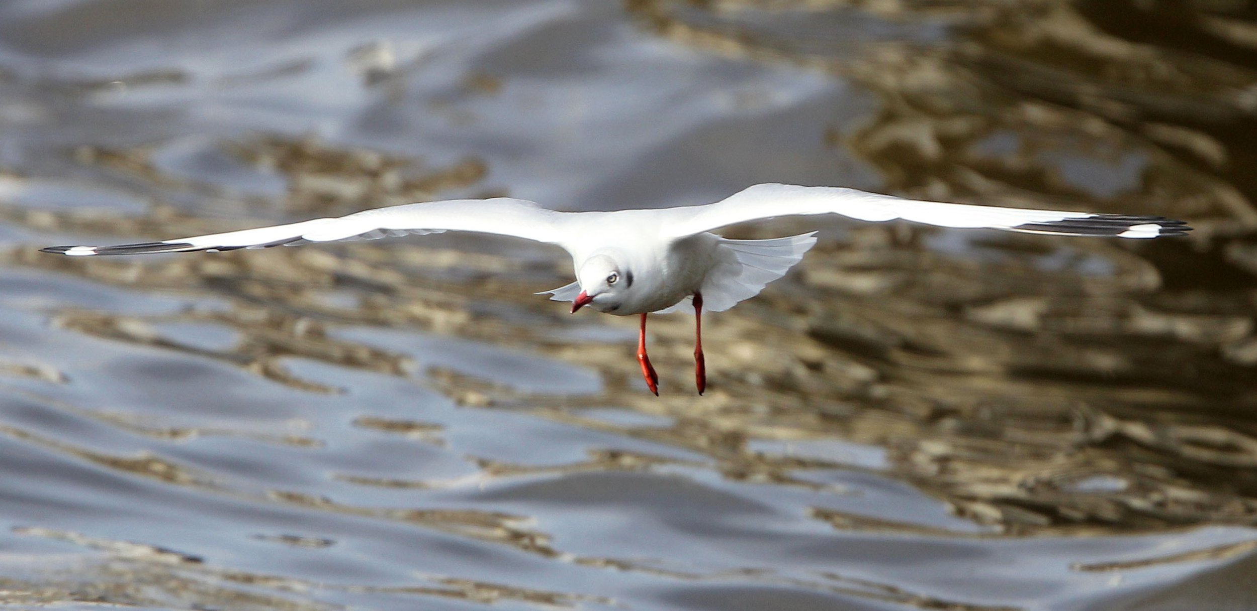 BIRD - GULL - BROWN HEADED GULL - BANG PU NATURE RESERVE THAILAND (37).JPG