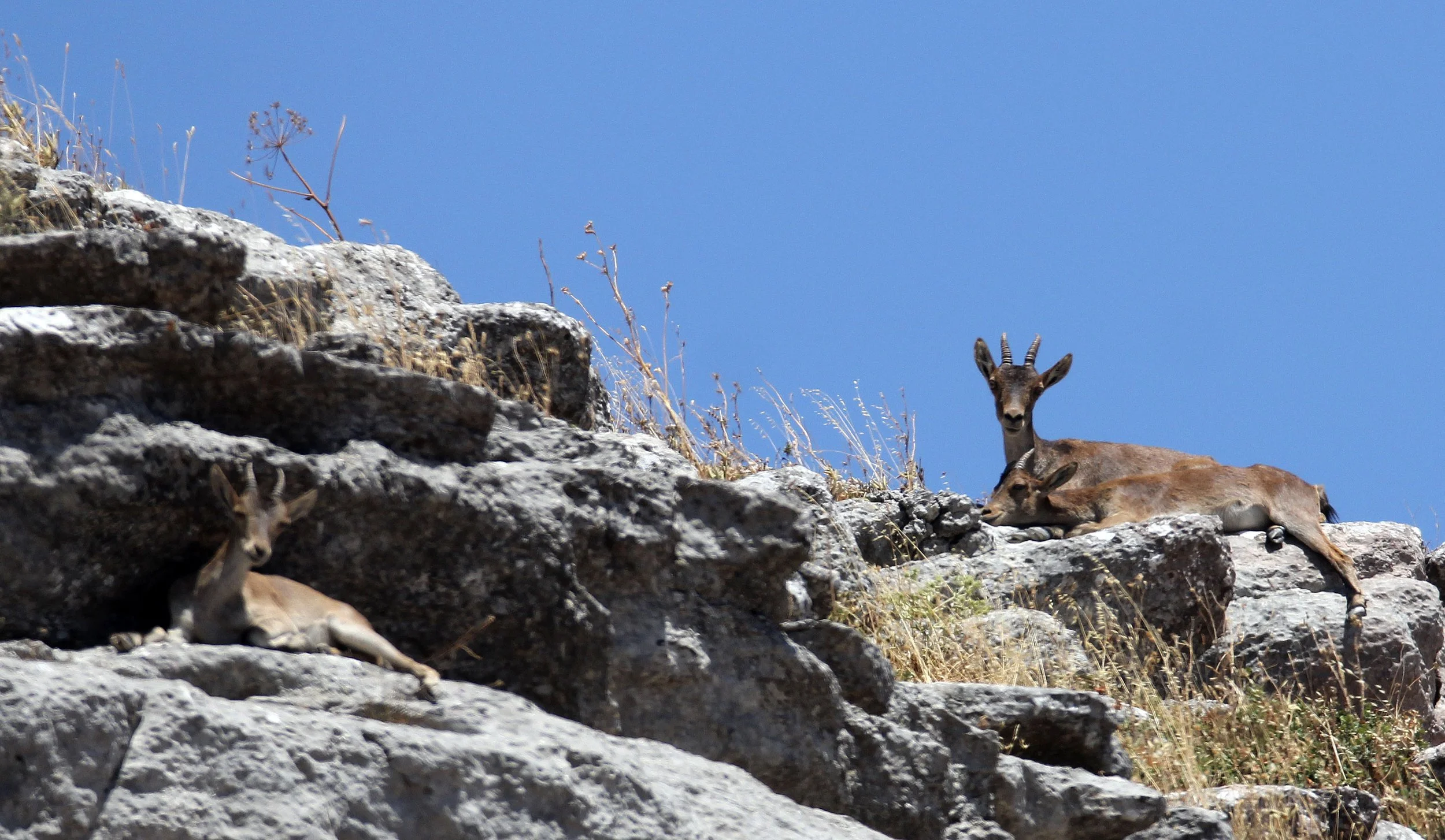 SOUTHEASTERN SPANISH (RONDA) IBEX - Capra pyrenaica meridionalis - EL TORCAL NATIONAL PARK SPAIN (12).JPG