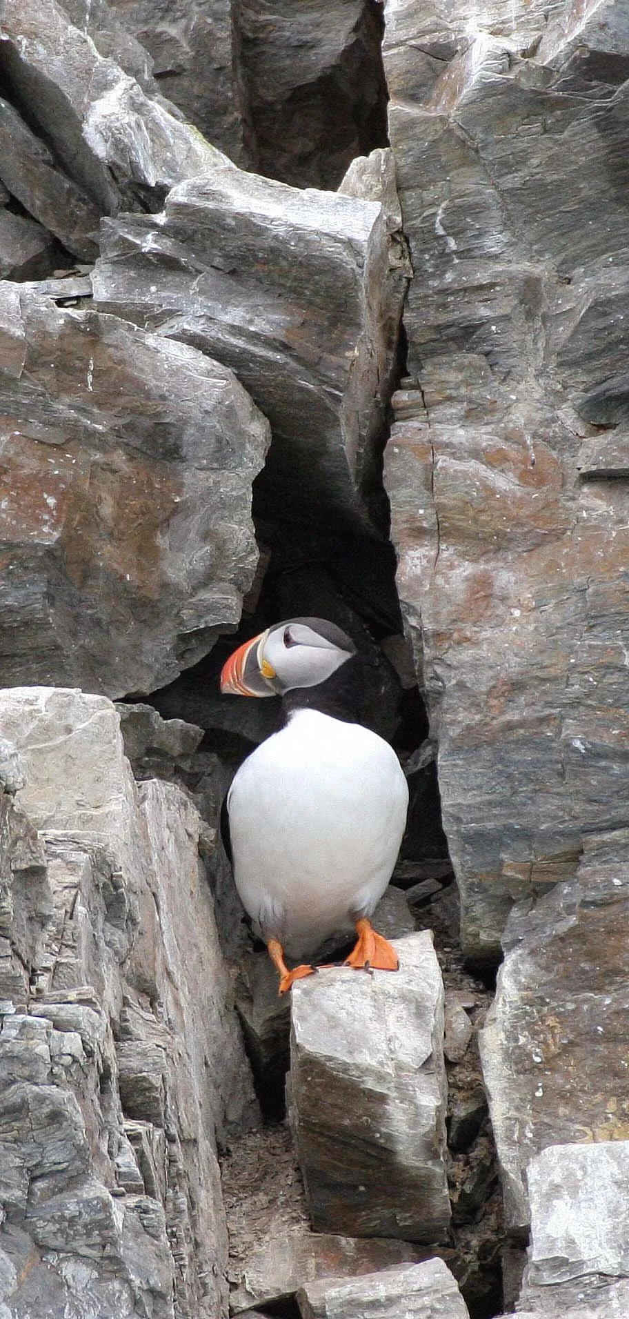 Fratercula arctica - ATLANTIC PUFFIN - SVALBARD (56).jpg