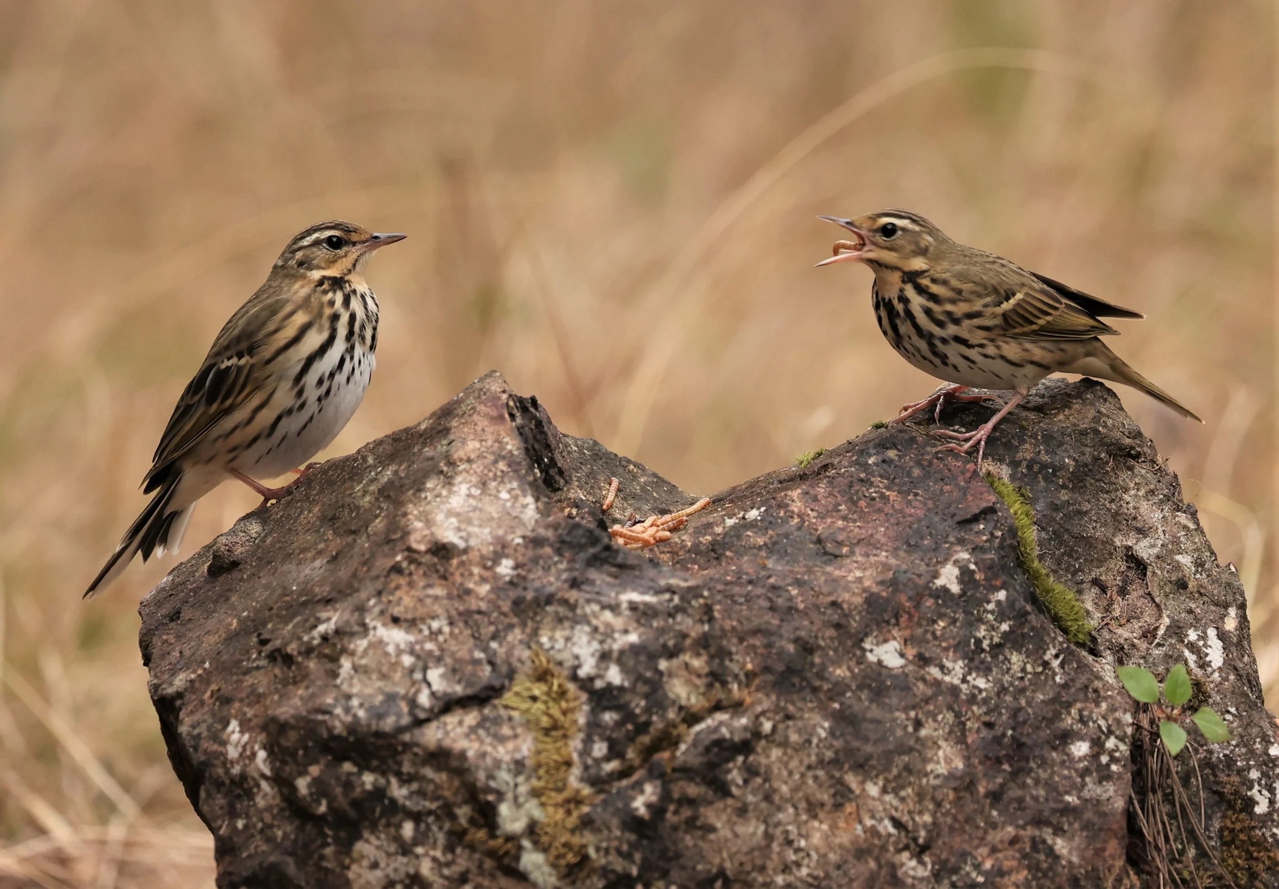 Olive-backed Pipit (Anthus hodgsoni) DOI LANG WEST, DOI PHA HOM POK NP, CHIANG MAI DEC 2021 (2).jpg