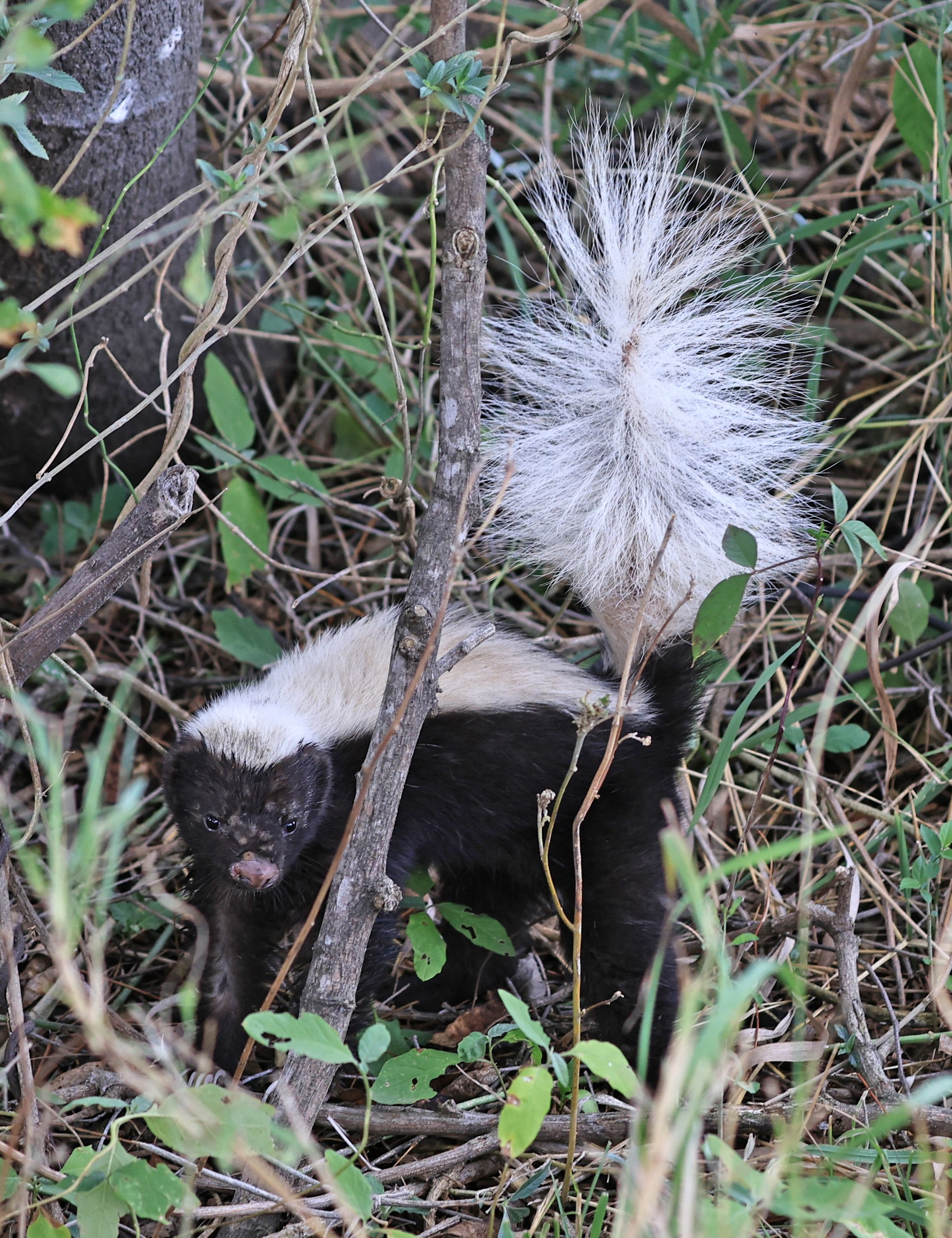 Molina's Hog-nosed Skunk (Conepatus chinga) Estancia Campo'i Paraguay  (11).jpg