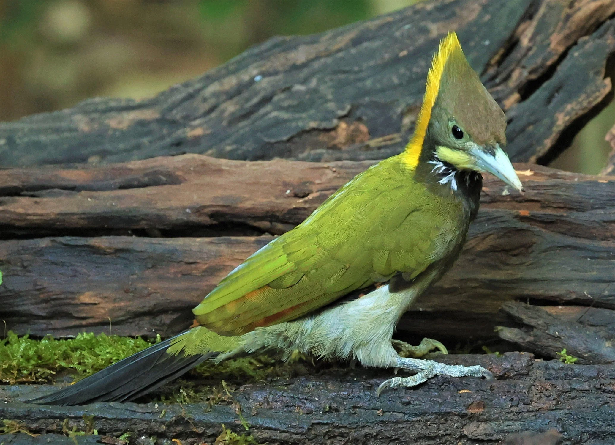WOODPECKER - GREATER YELLOWNAPE - Chrysophlegma flavinucha - PETCHABURI PROVINCE - NUY HIDE NEAR KAENG KRACHAN JAN 2022 (23).jpg