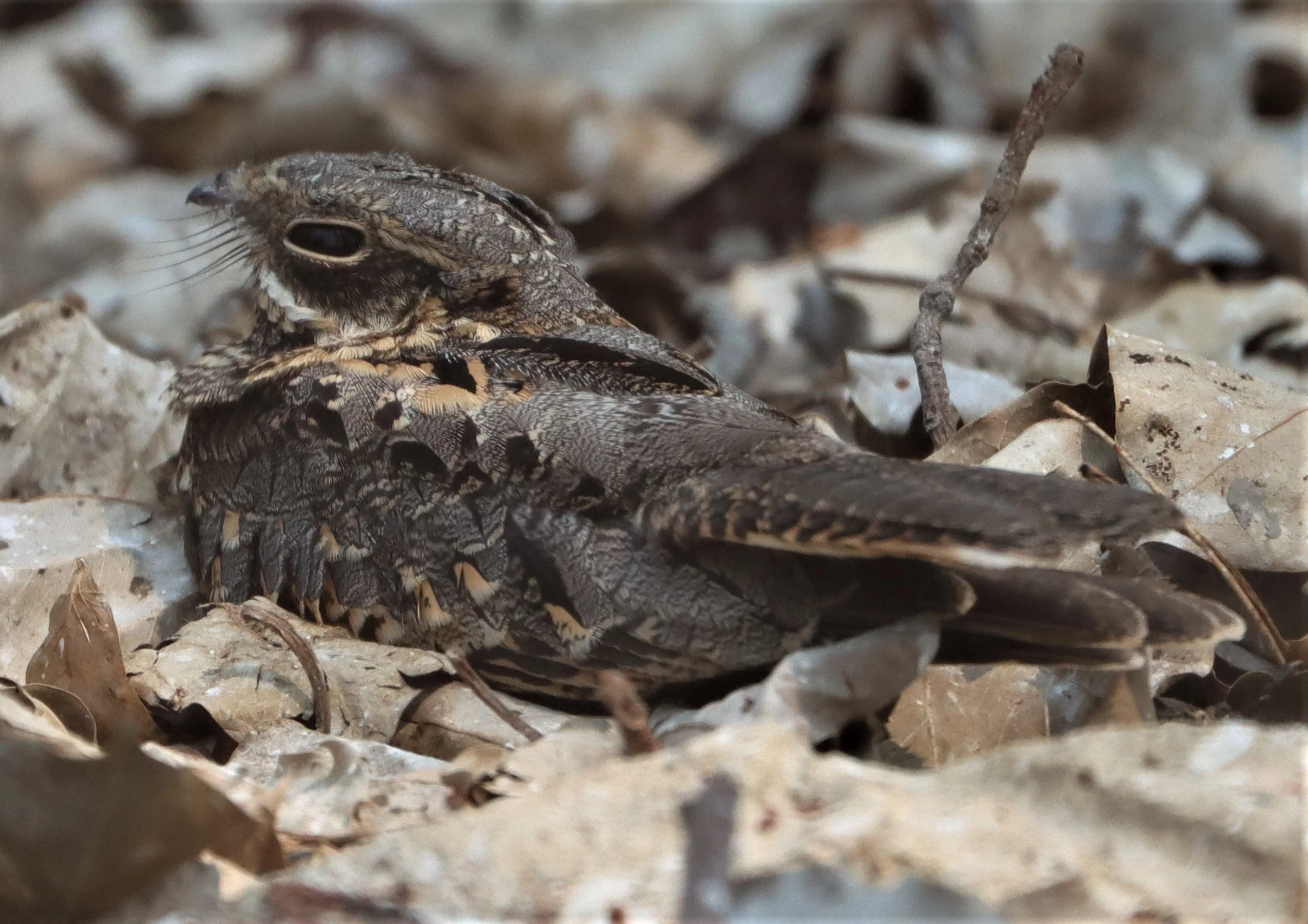 NIGHTJAR - INDIAN NIGHTJAR - Caprimulgus asiaticus - BANG KHAEM WETLANDS NAKHON PATHOM MAR 13 (9).jpg