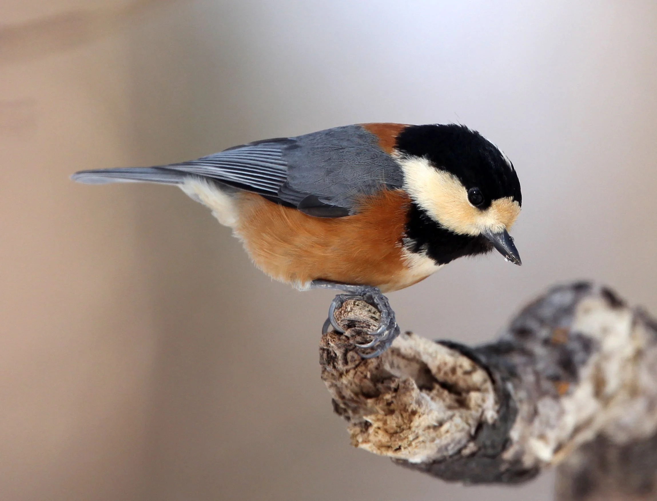 Varied Tit (Sittiparus varia) Kinohiroba Park, Abashiri Hokkaido, Japan (14).JPG