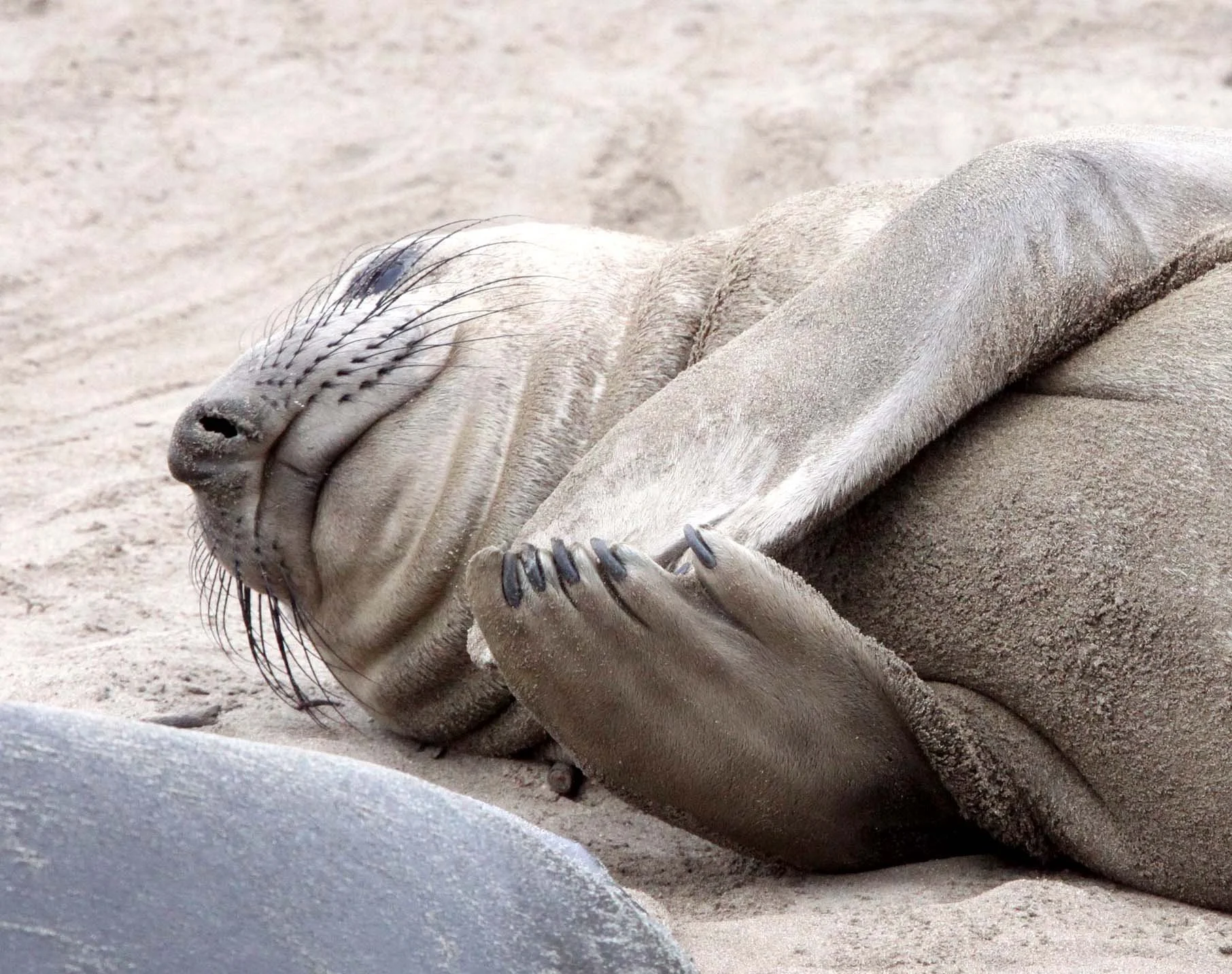 Mirounga angustirostris - NORTHERN ELEPHANT SEAL - ANO NUEVO RESERVE CALIFORNIA (31).JPG