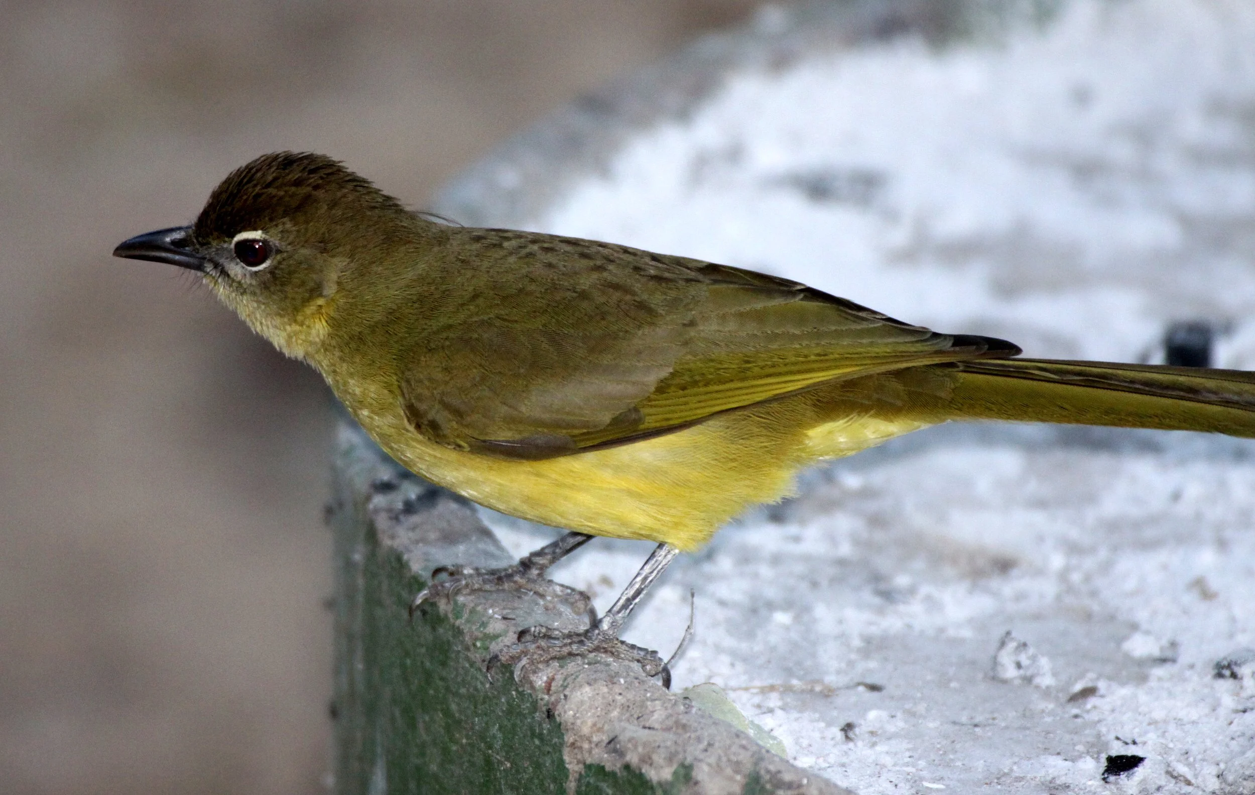 BULBUL - AFRICAN YELLOW-BELLIED GREENBUL - Chlorocichla flaviventris - BWABWATA NATIONAL PARK NAMIBIA (5).JPG