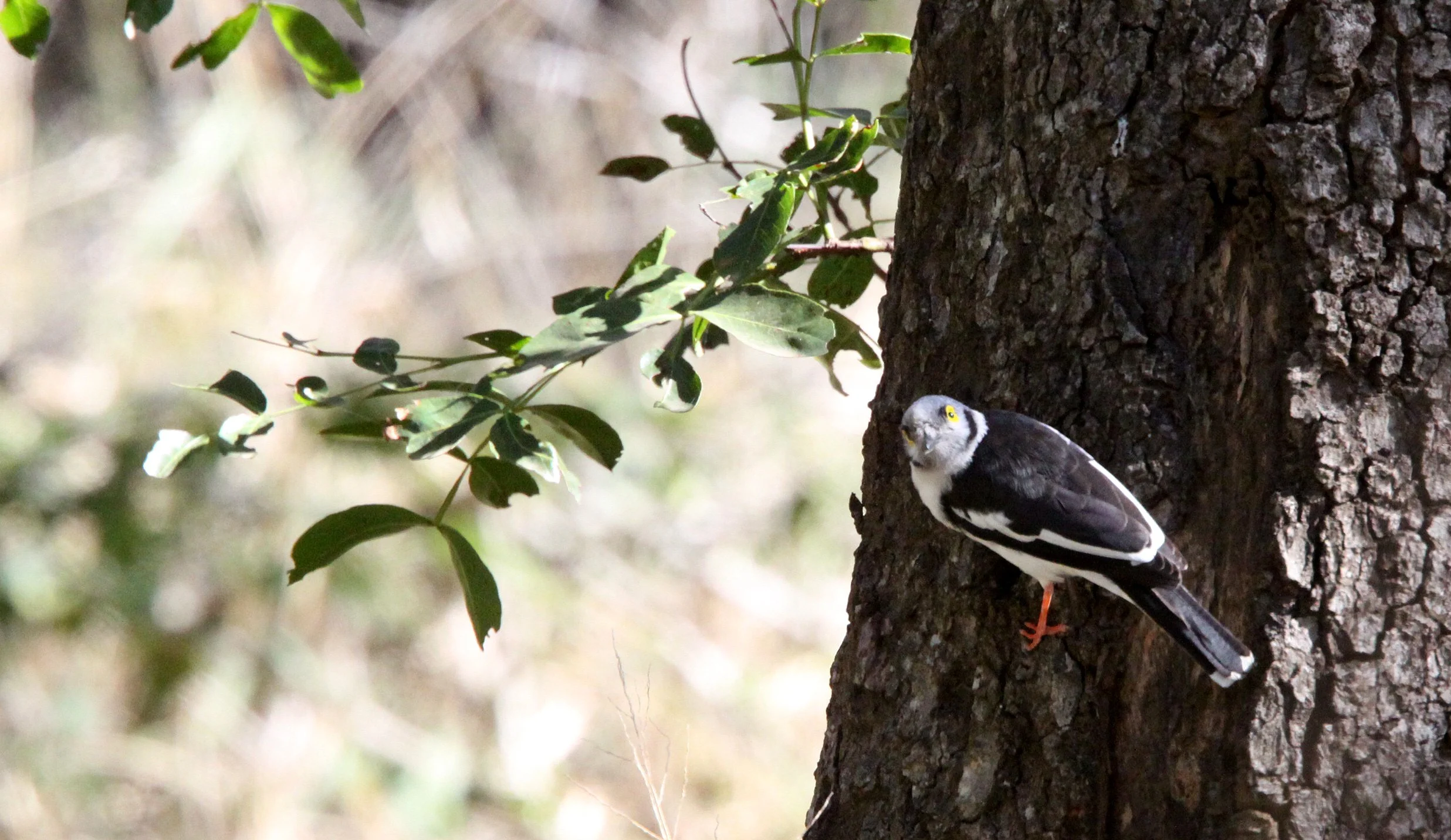 White-crested Helmet-shrike (Prionops plumatus) Imfolozi NP South Africa