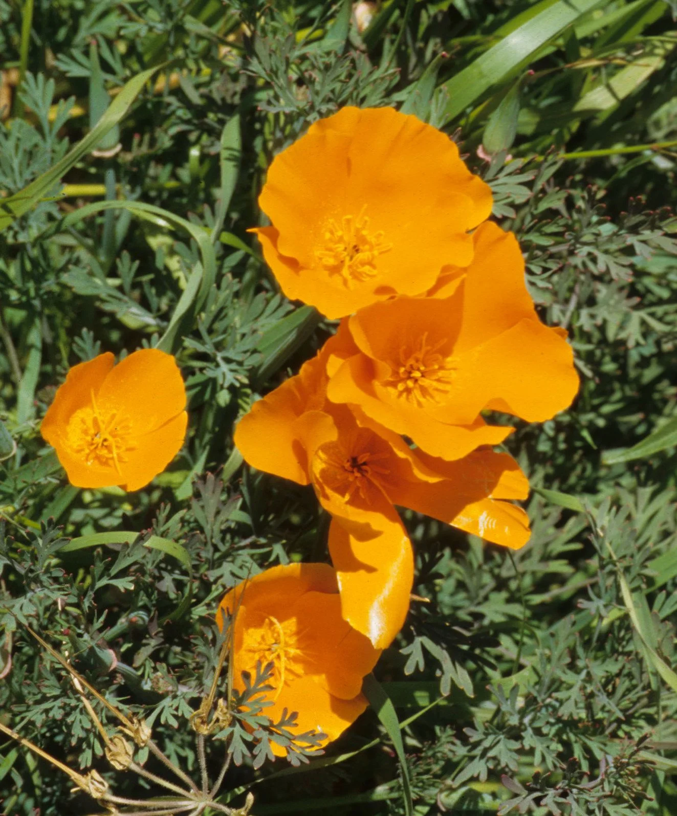 CALIFORNIA - BIG SUR - ESCHSCHOLZIA CALIFORNICA A.jpg